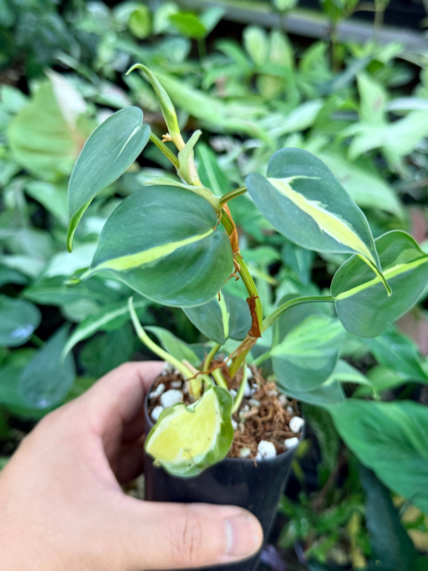 Philodendron 'Cream Splash' M55