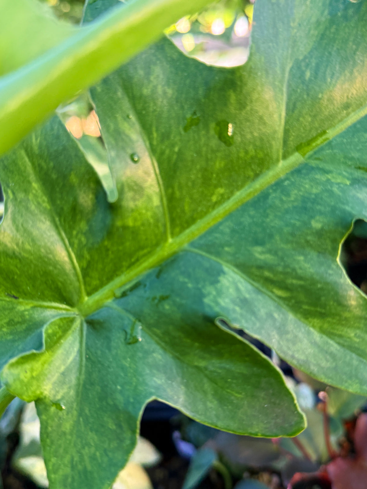 Philodendron 'Bob Cee' Variegata (Large) S73
