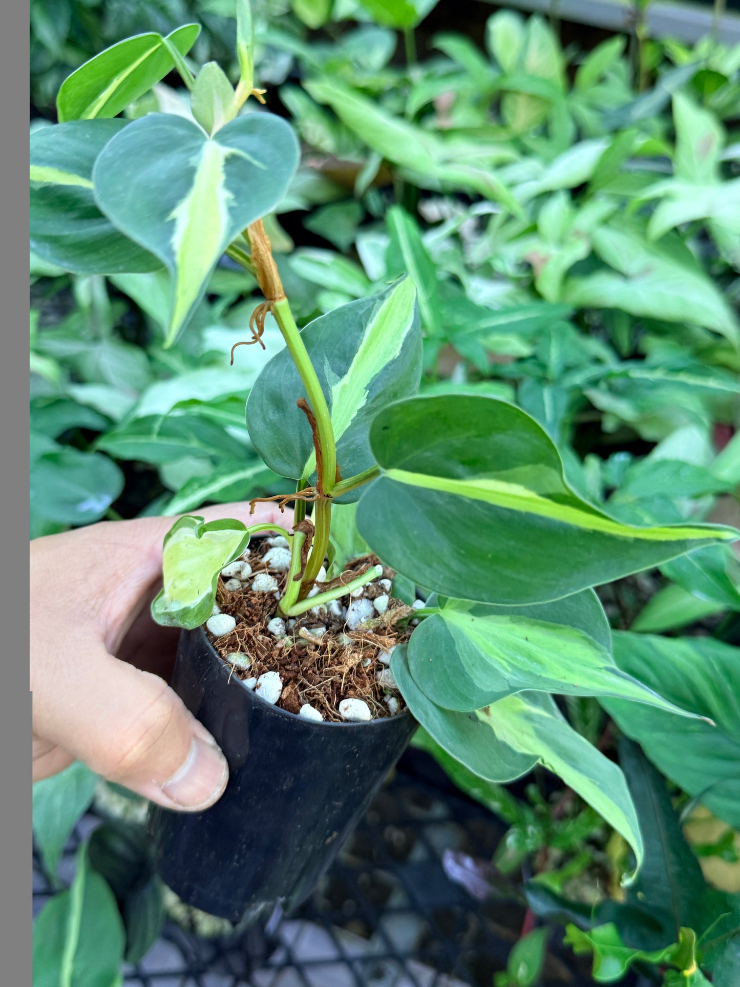 Philodendron 'Cream Splash' M55