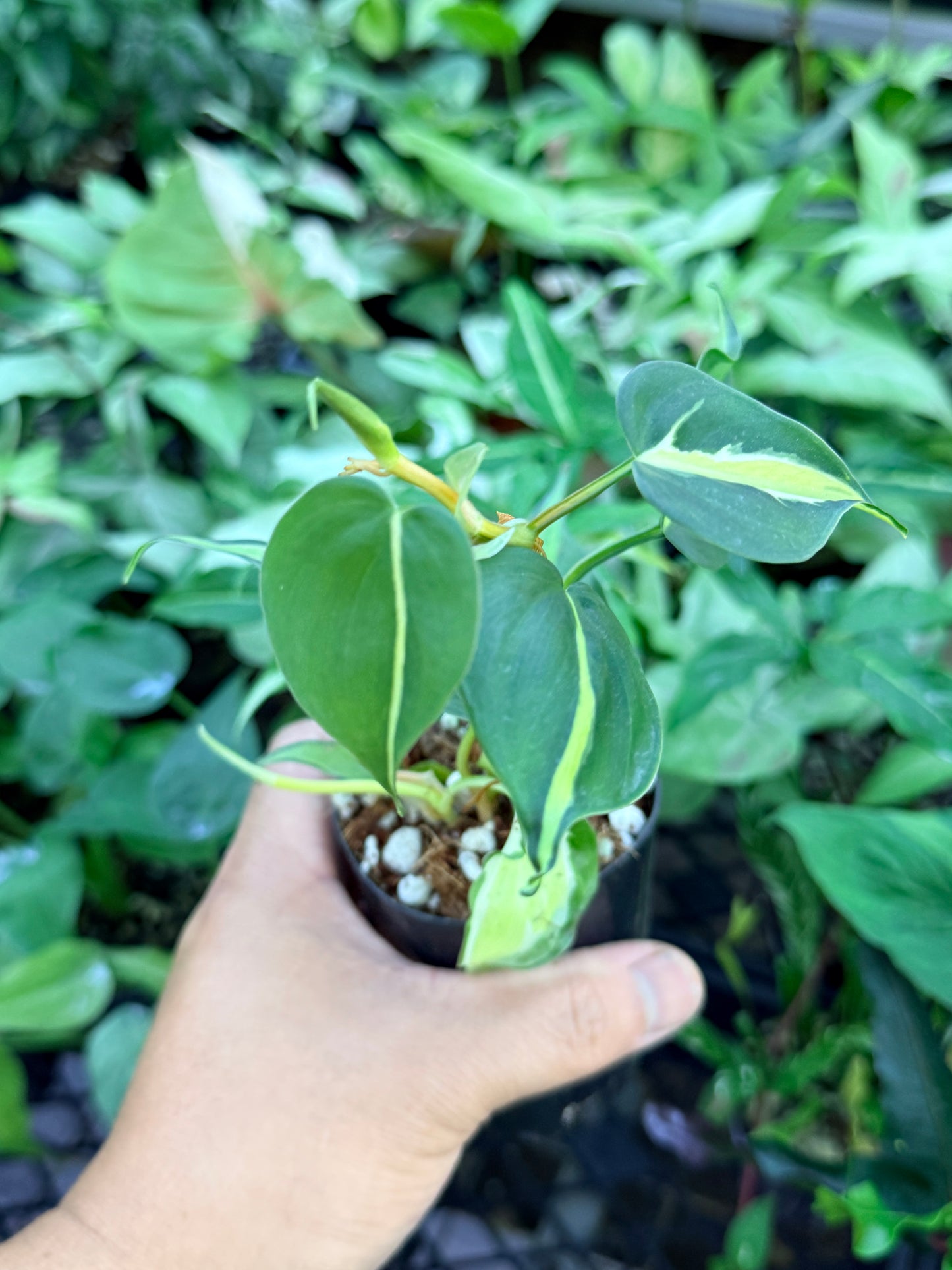 Philodendron 'Cream Splash' M55