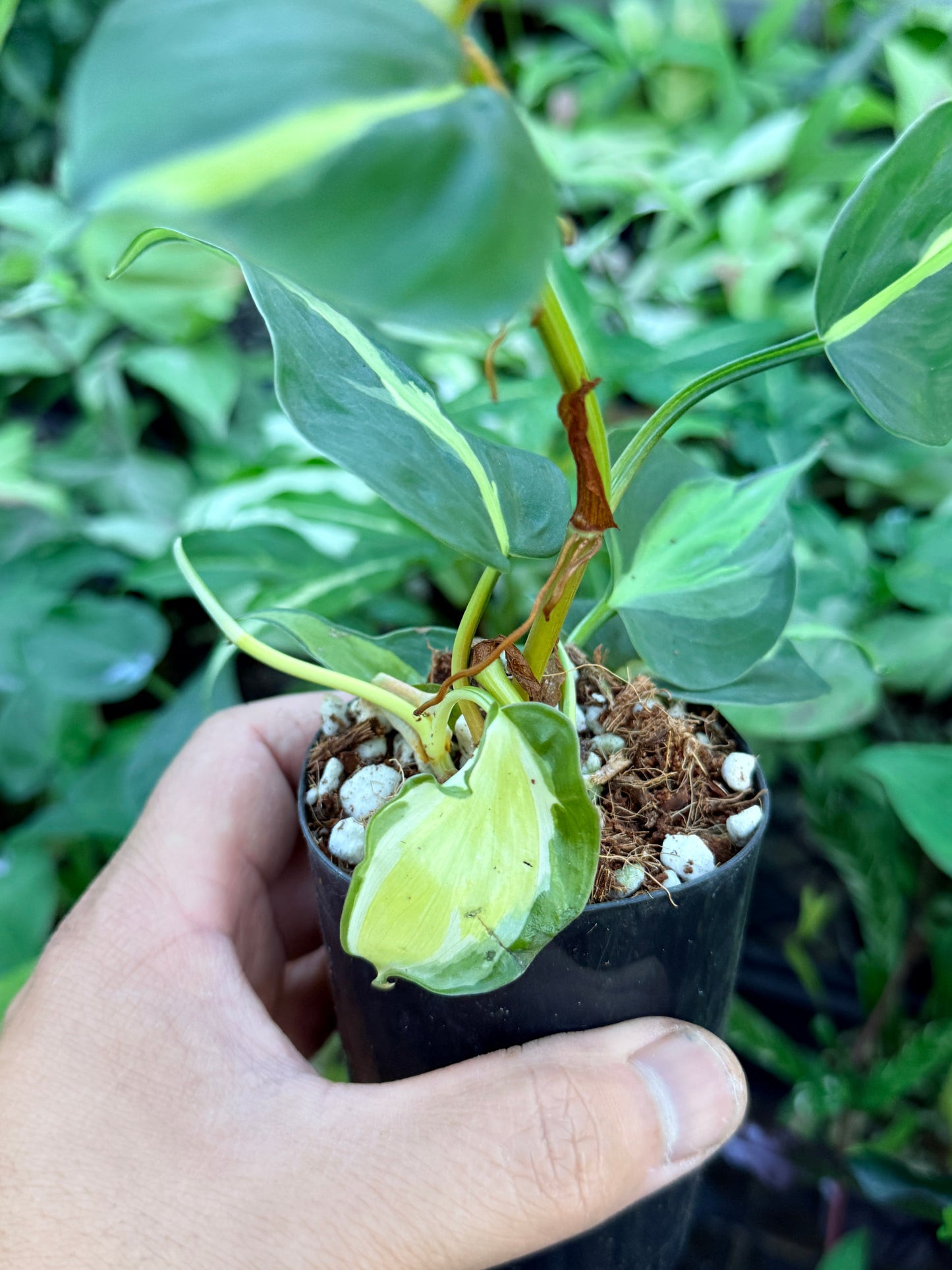 Philodendron 'Cream Splash' M55