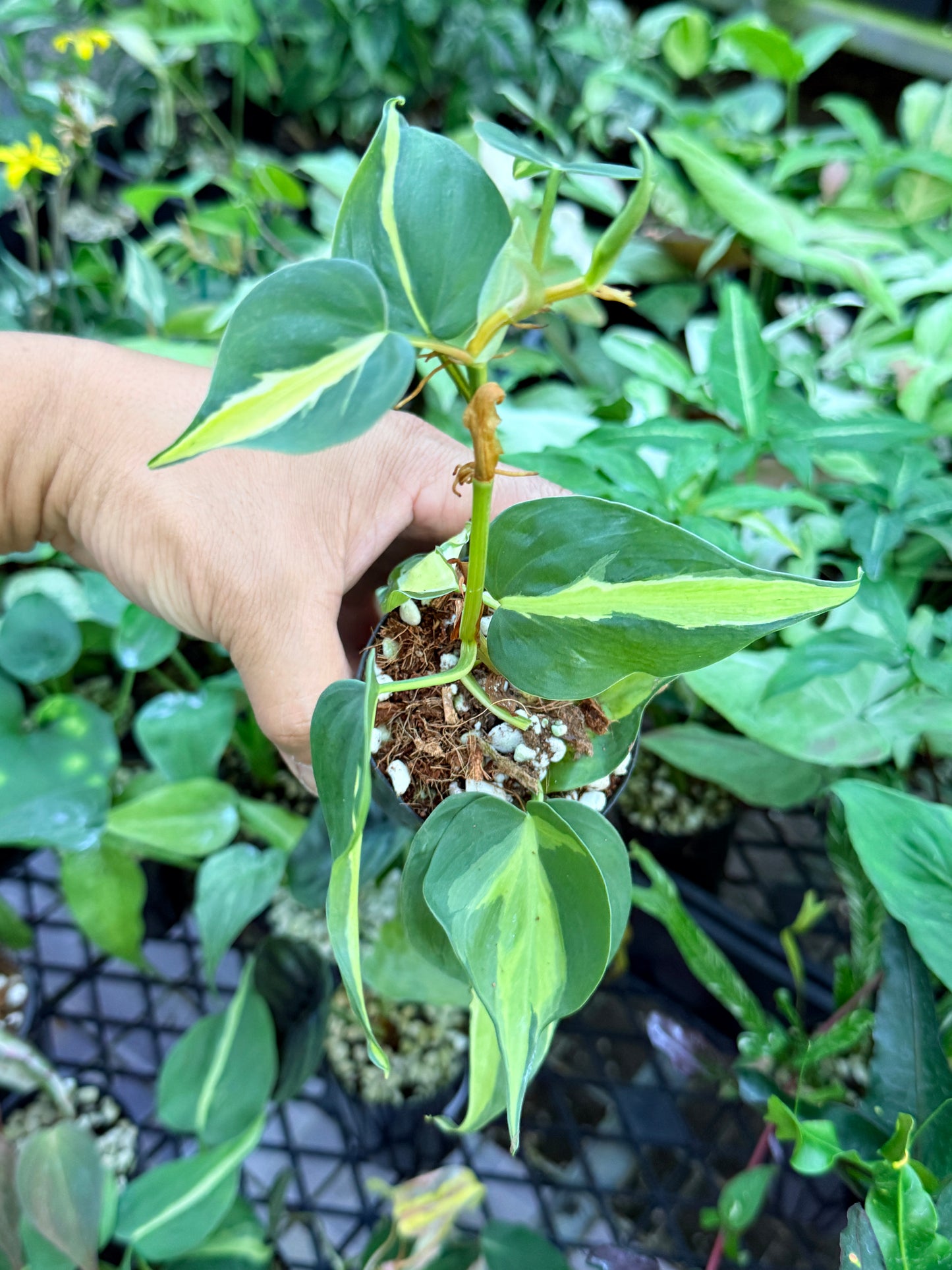 Philodendron 'Cream Splash' M55