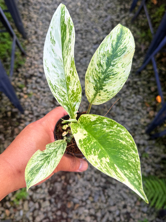 Rhaphidophora elliptica ‘Variegata’ Q70