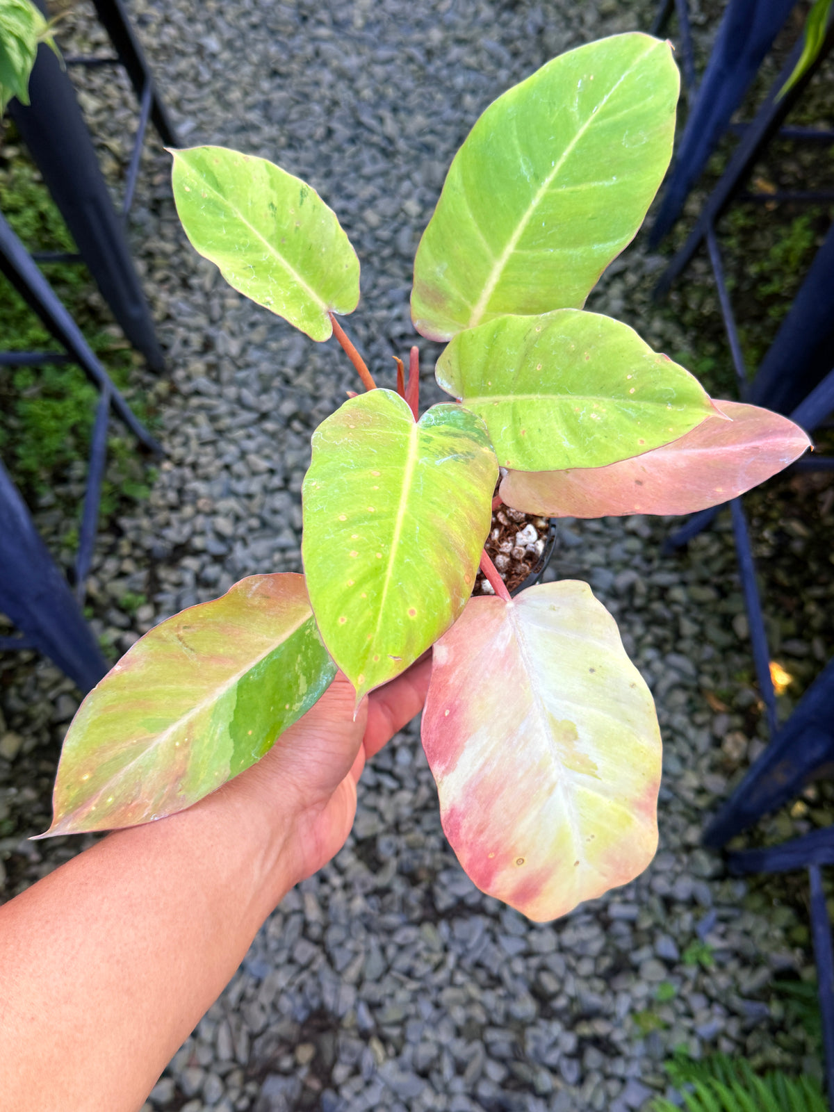 Philodendron 'Snow Drift' M26