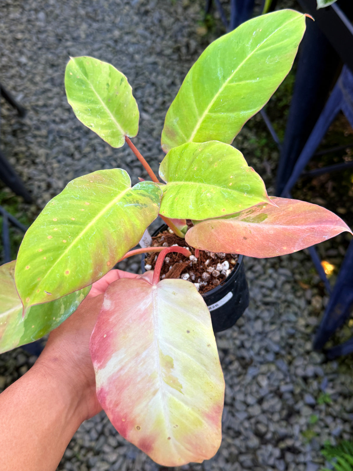 Philodendron 'Snow Drift' M26