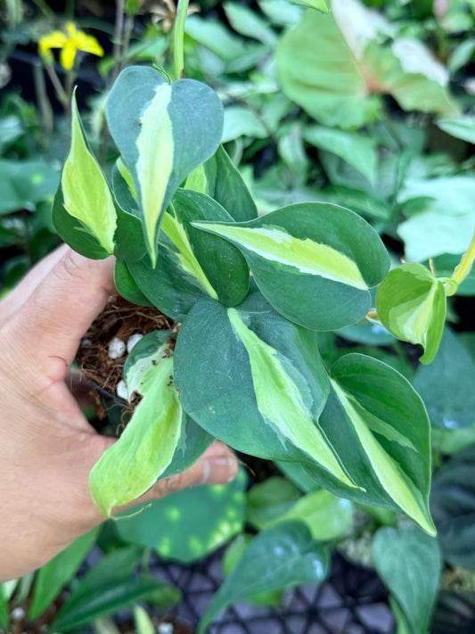 Philodendron 'Cream Splash' M57