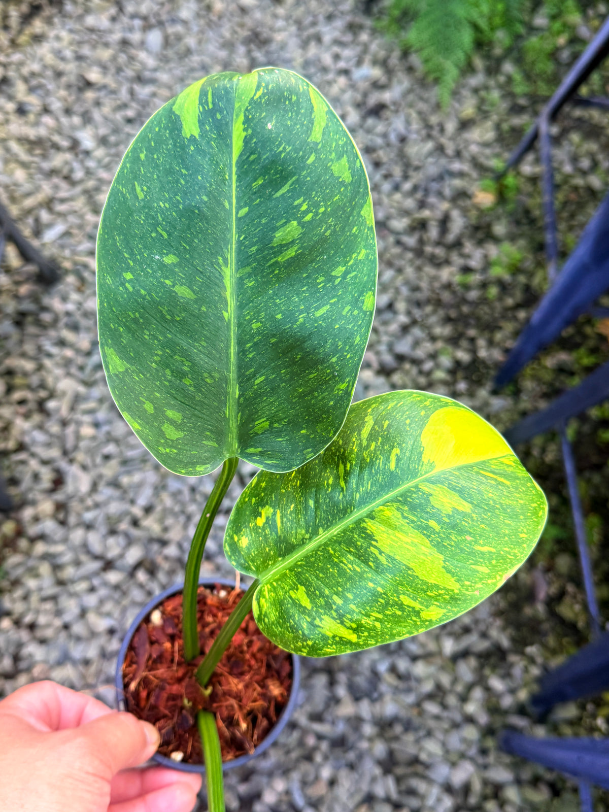 Philodendron Green Congo Nuclear S74