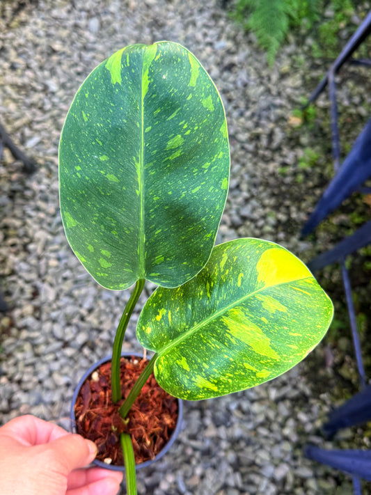 Philodendron Green Congo Nuclear S74