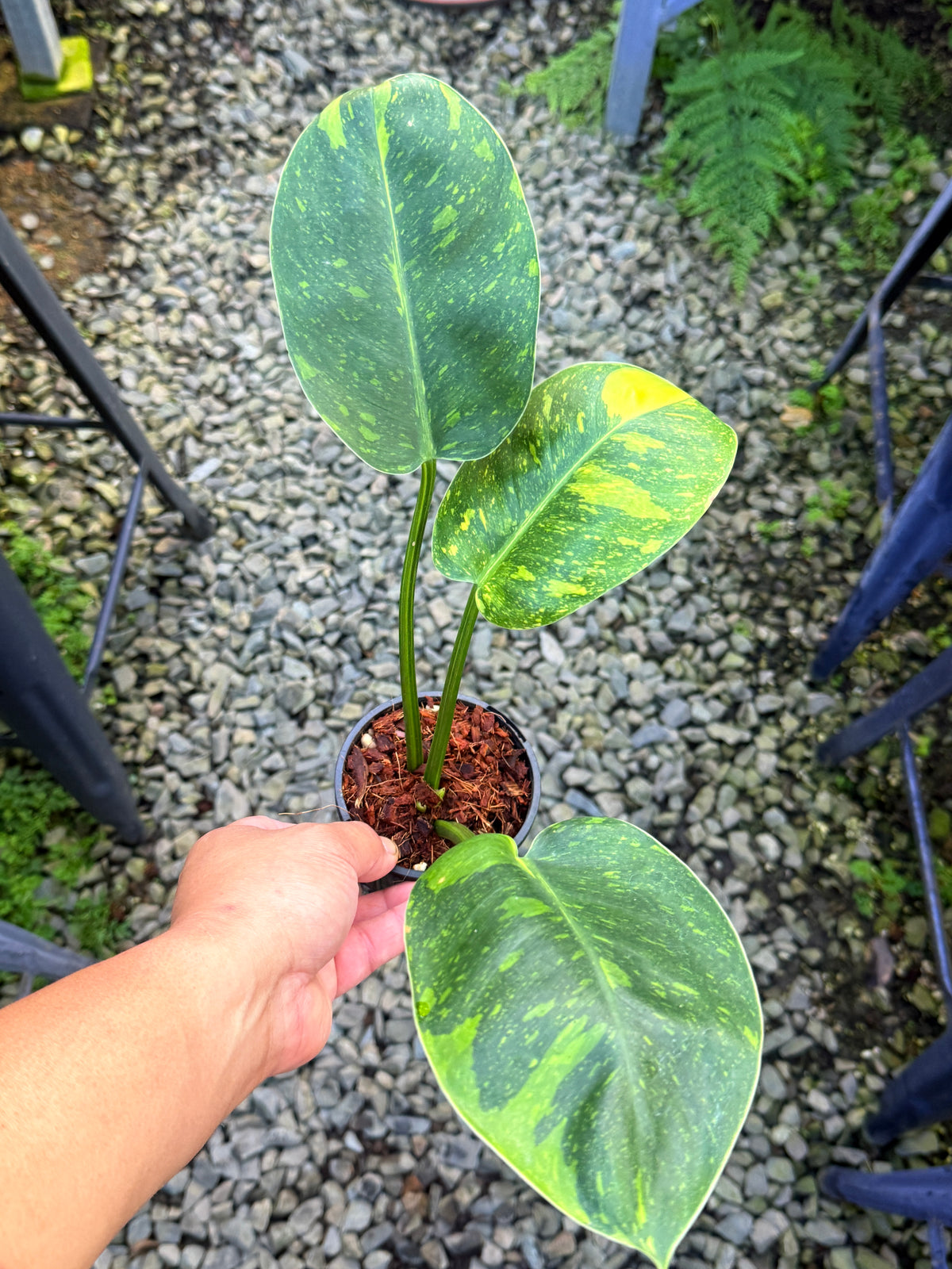 Philodendron Green Congo Nuclear S74
