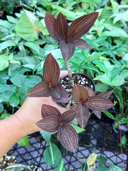 Ludisia discolor 'Spiderman' M53