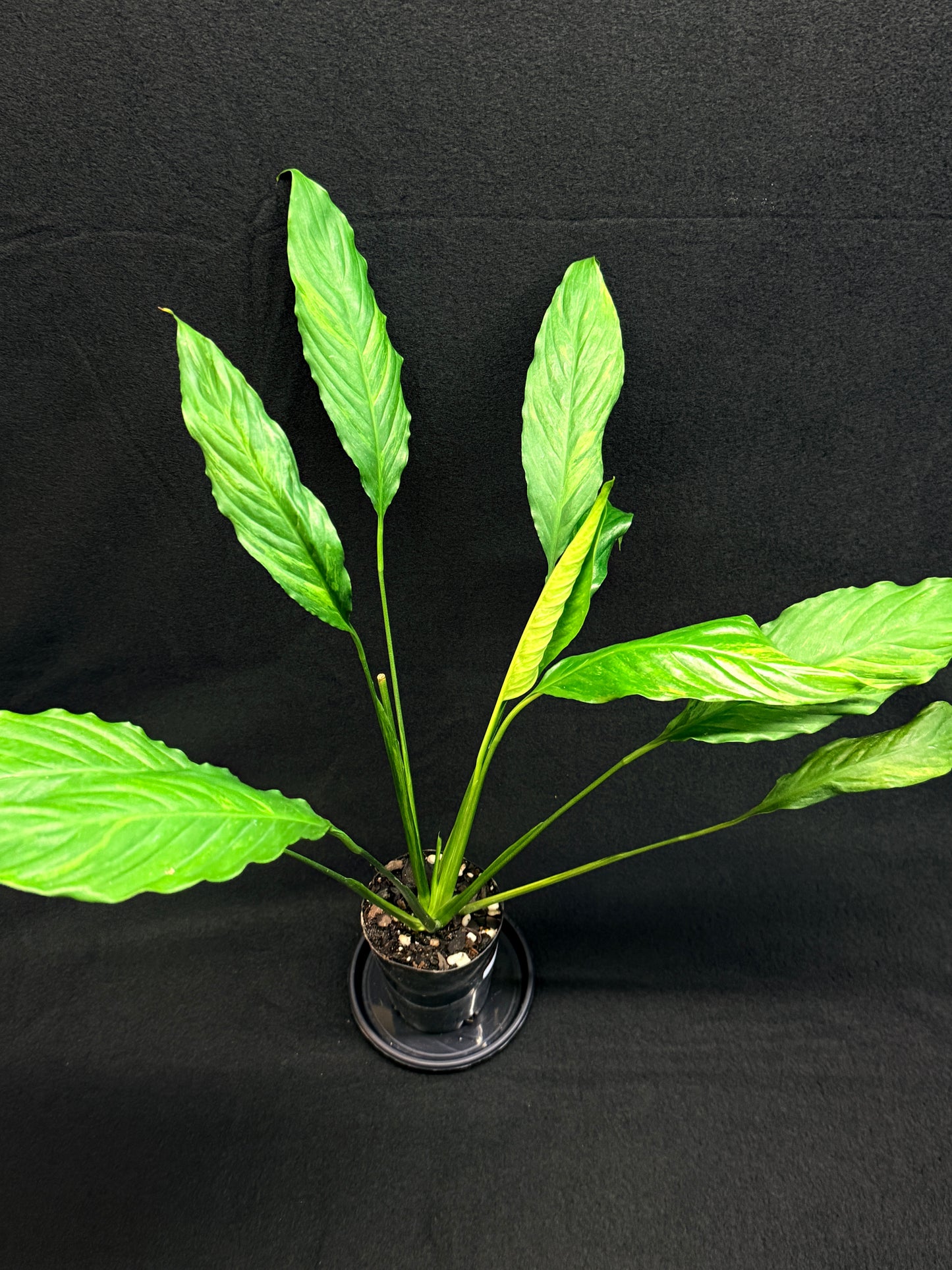 Spathiphyllum Picasso 'Aurea' Yellow Variegation G53