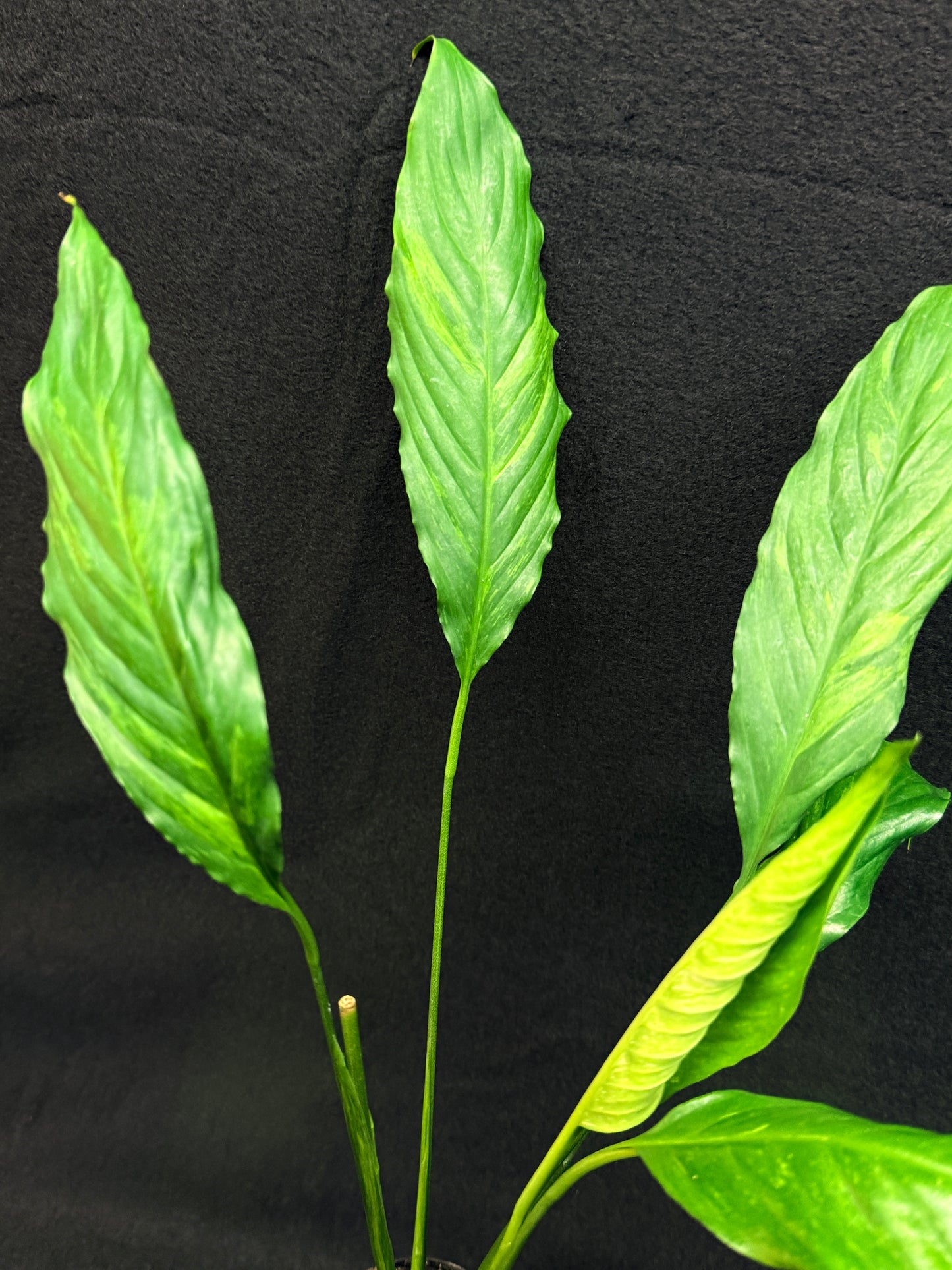 Spathiphyllum Picasso 'Aurea' Yellow Variegation G53