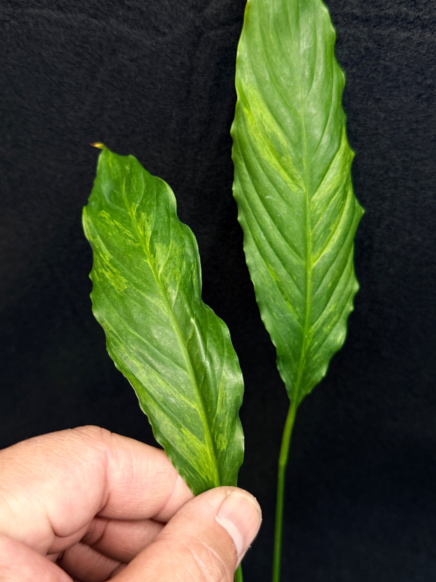 Spathiphyllum Picasso 'Aurea' Yellow Variegation G53