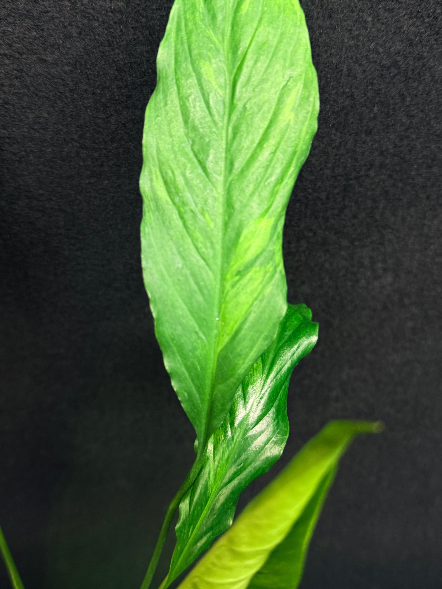 Spathiphyllum Picasso 'Aurea' Yellow Variegation G53