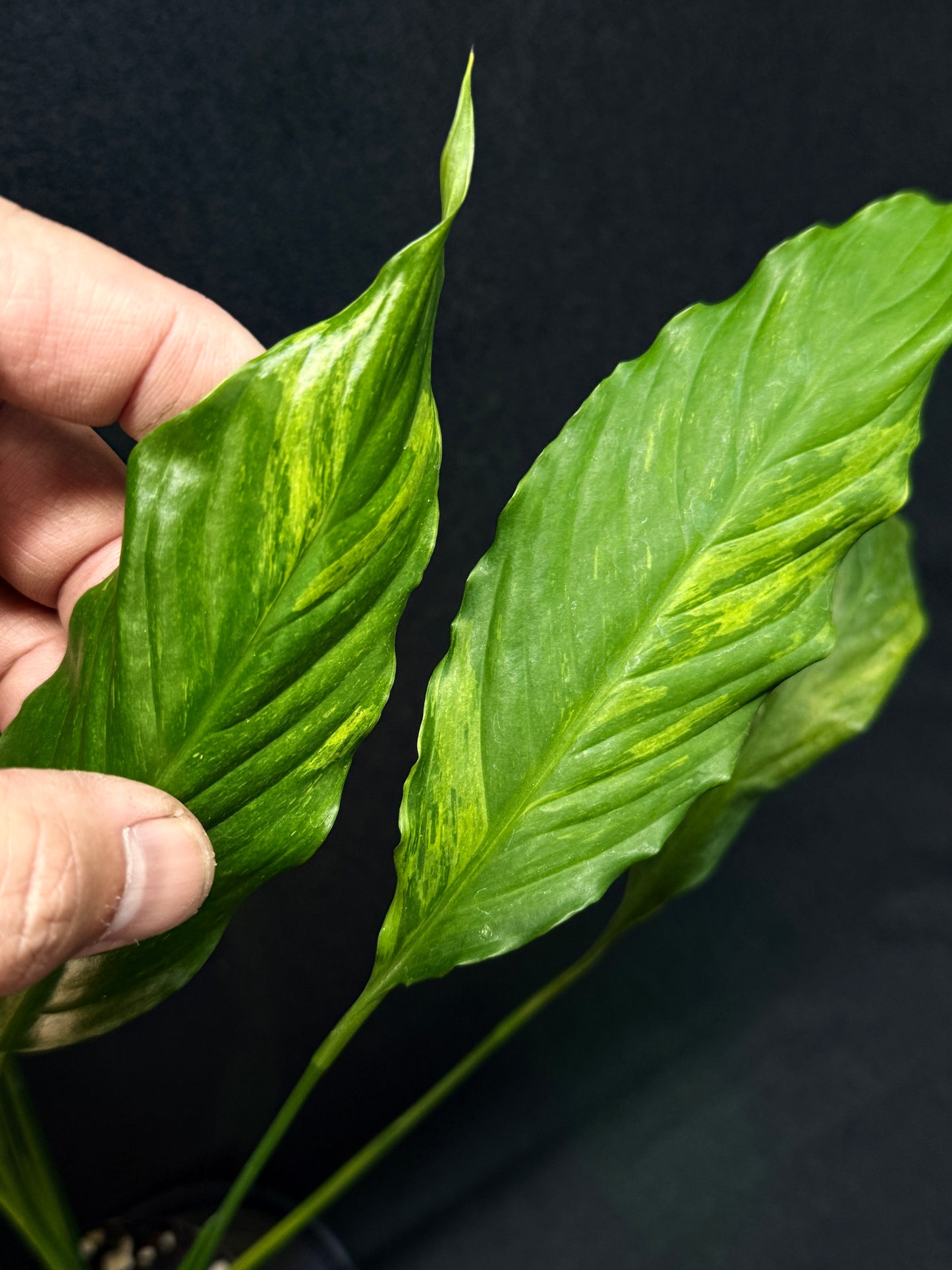 Spathiphyllum Picasso 'Aurea' Yellow Variegation G53