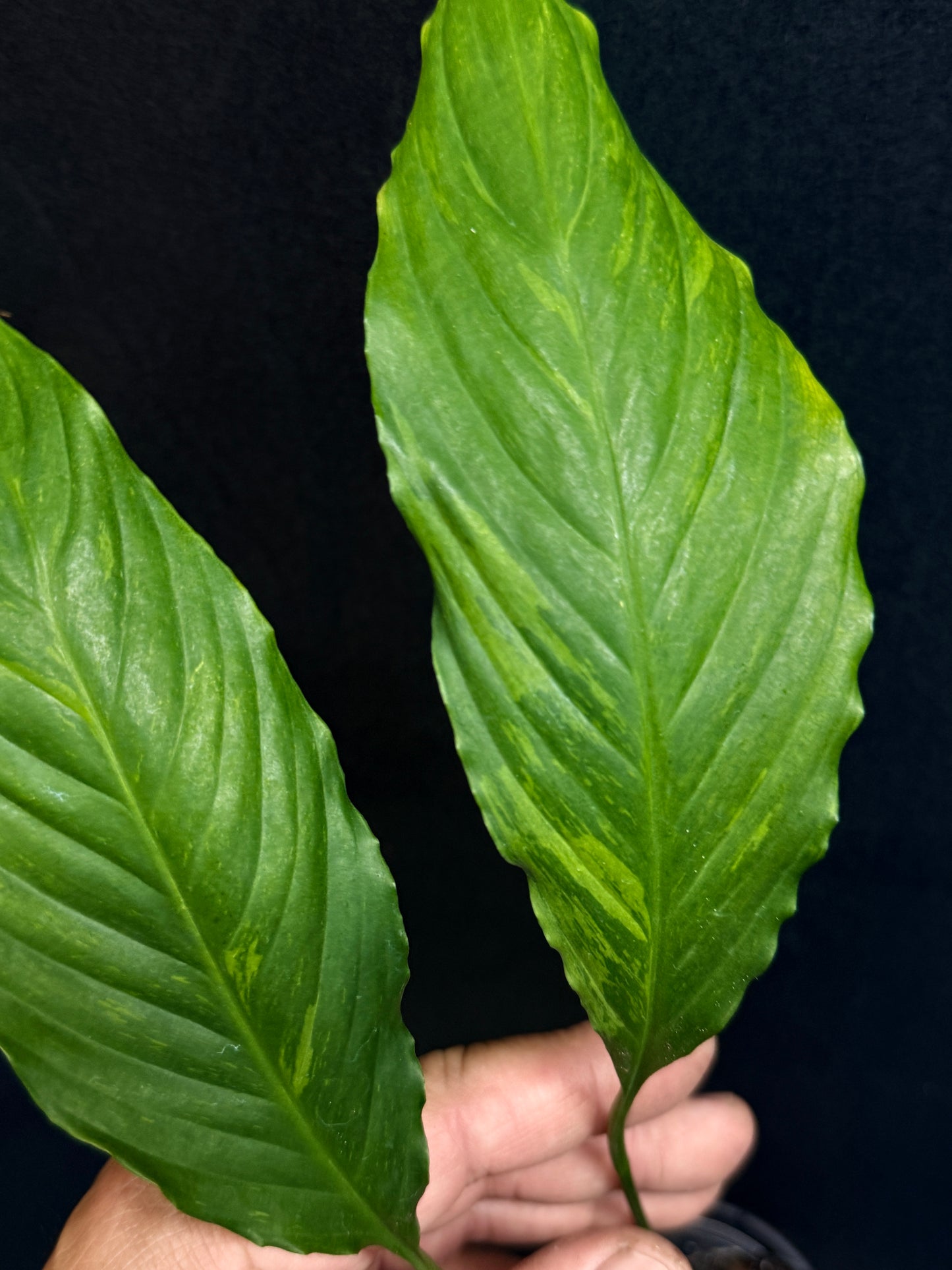 Spathiphyllum Picasso 'Aurea' Yellow Variegation G53