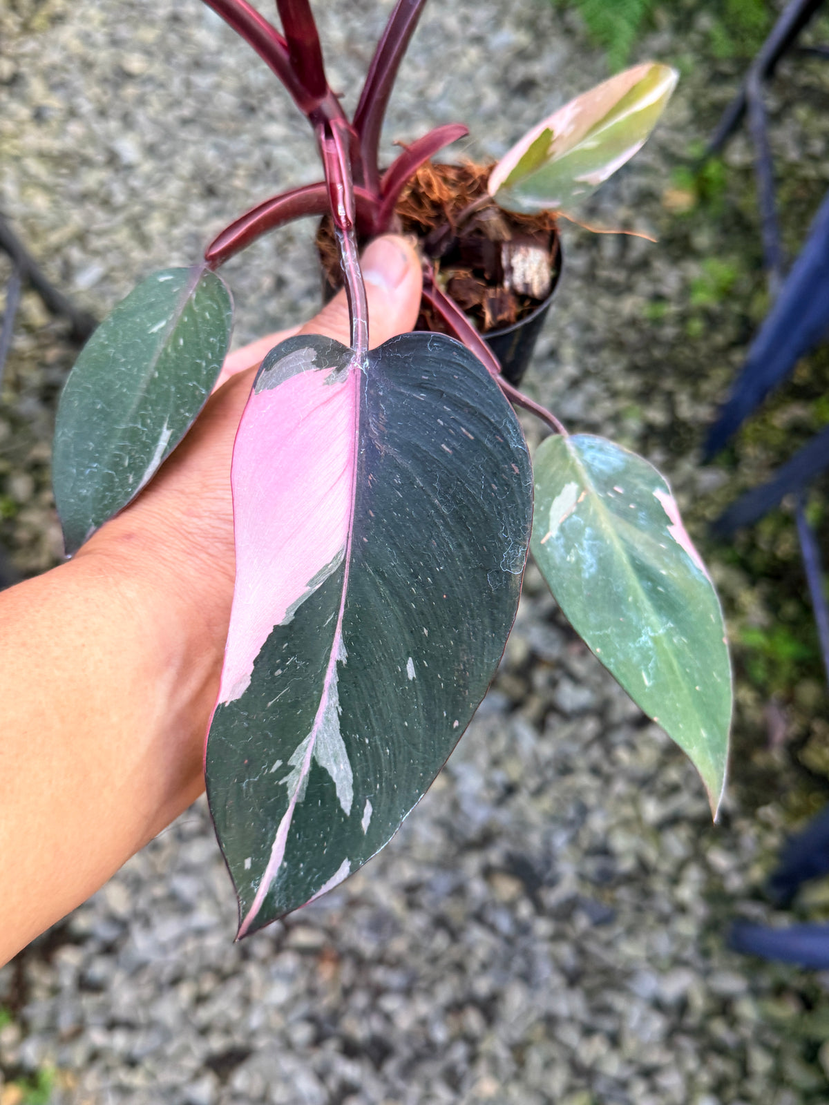 Philodendron 'Pink Princess Marble' aka Pink Princess Galaxy S43