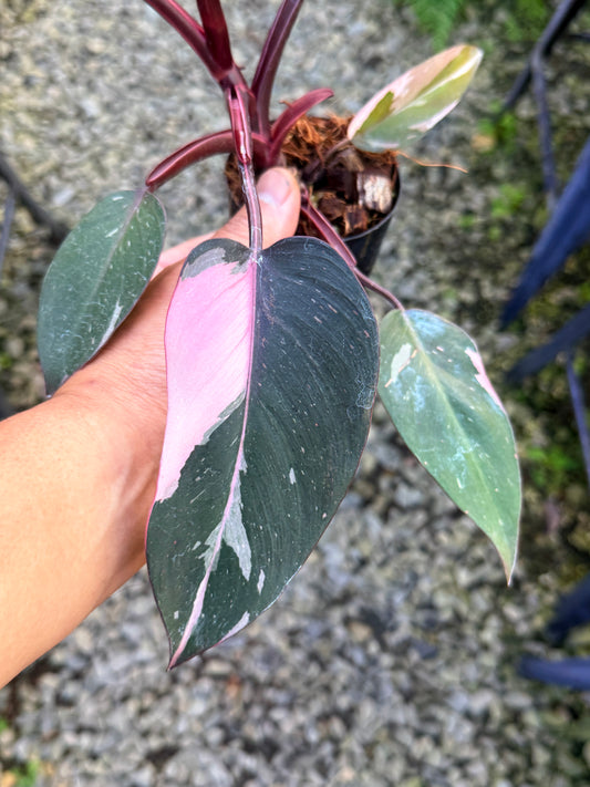 Philodendron 'Pink Princess Marble' aka Pink Princess Galaxy S43