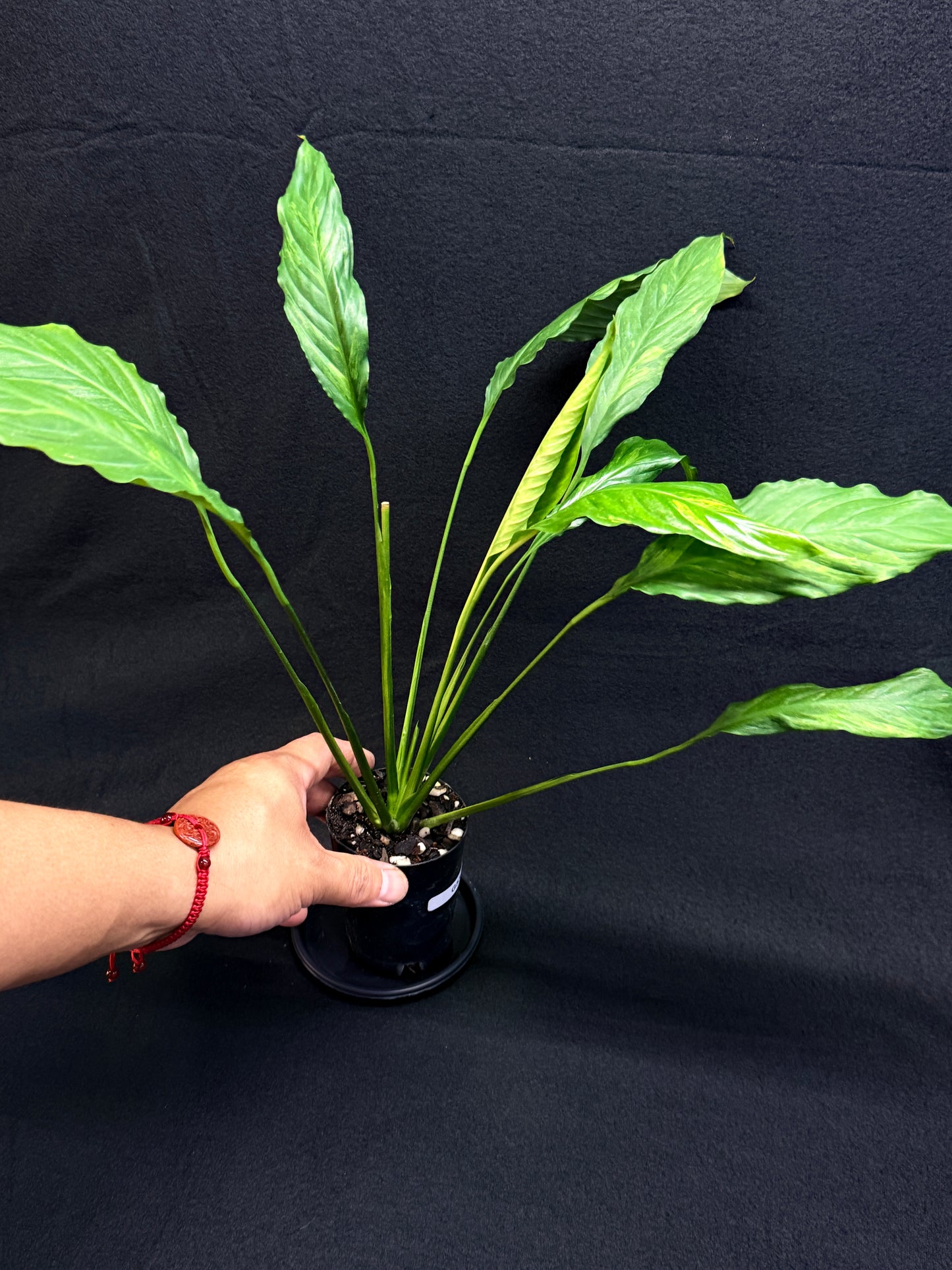 Spathiphyllum Picasso 'Aurea' Yellow Variegation G53