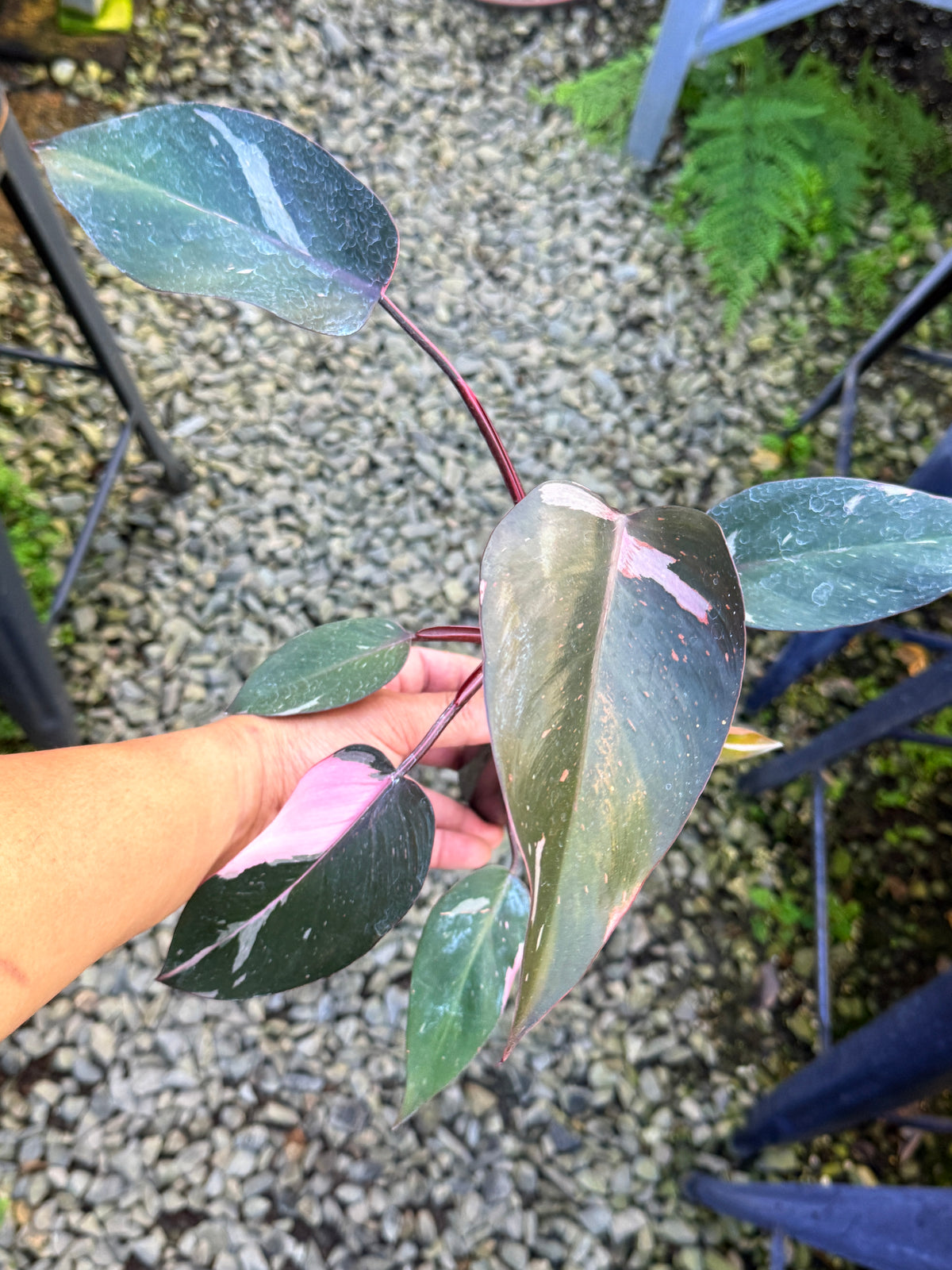 Philodendron 'Pink Princess Marble' aka Pink Princess Galaxy S43