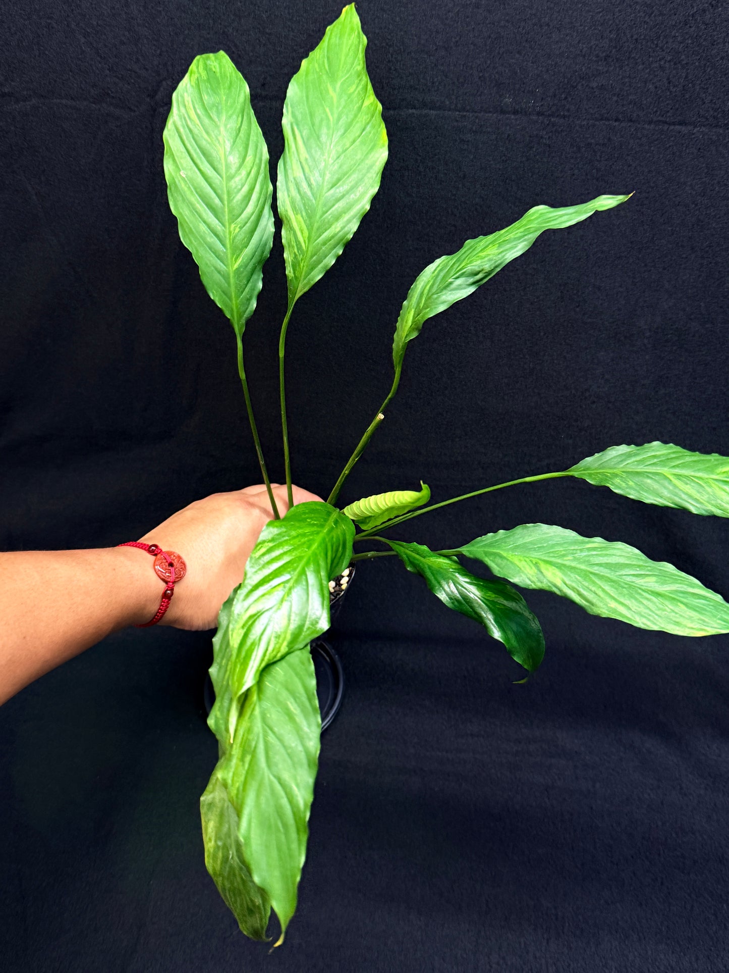 Spathiphyllum Picasso 'Aurea' Yellow Variegation G53