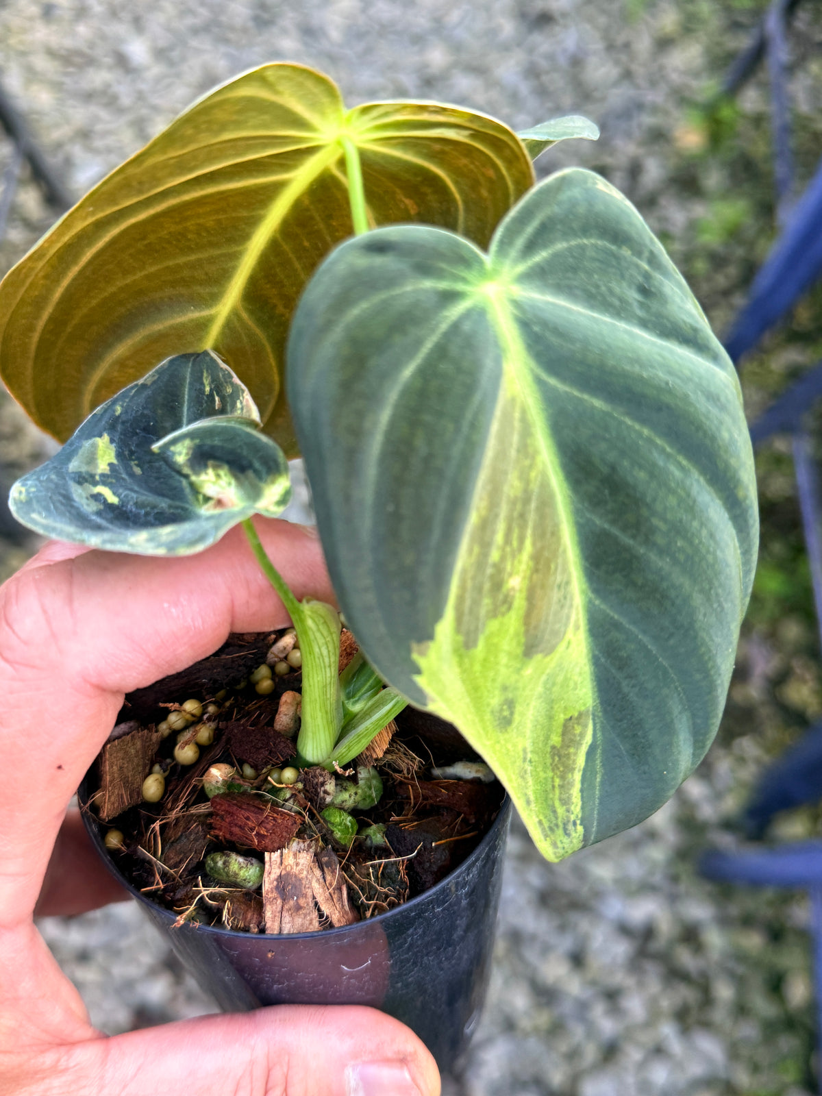 Philodendron melanochrysum 'Variegata S78