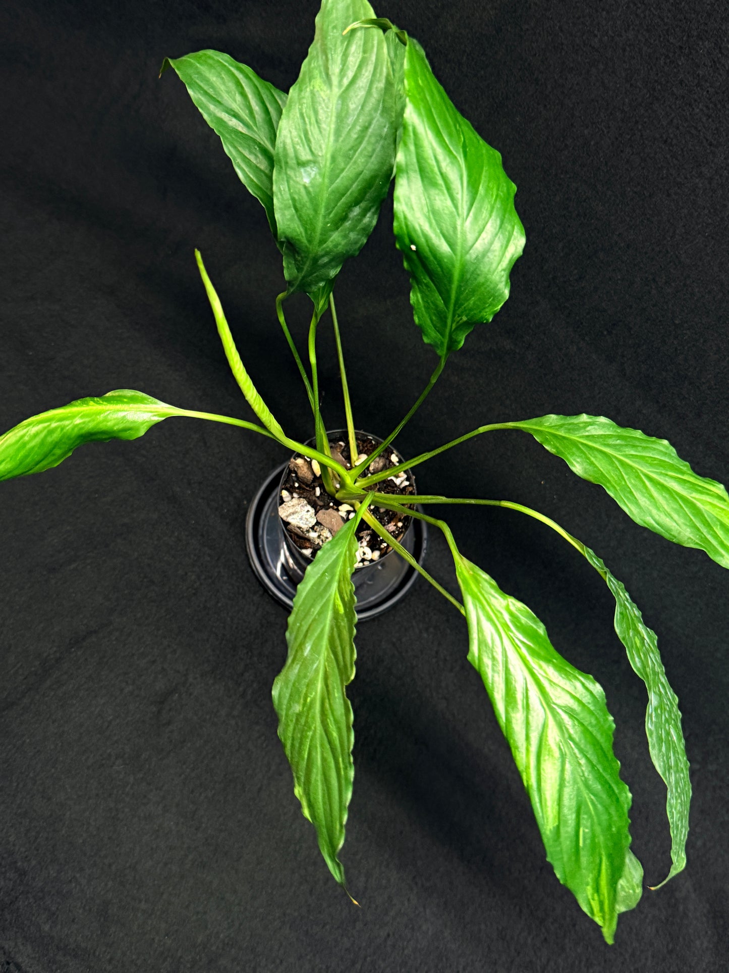 Spathiphyllum Picasso 'Aurea' Yellow Variegation G52