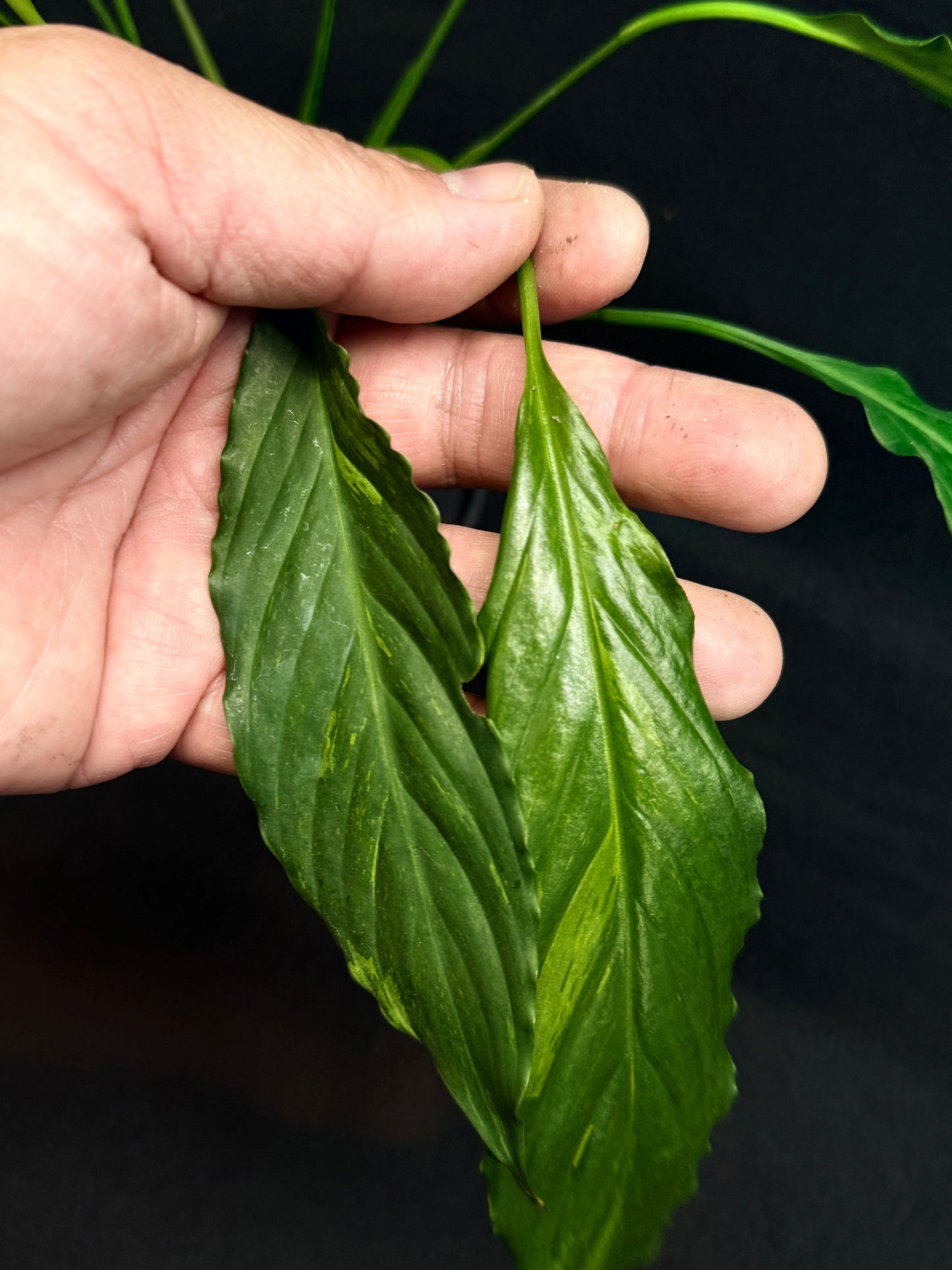 Spathiphyllum Picasso 'Aurea' Yellow Variegation G52