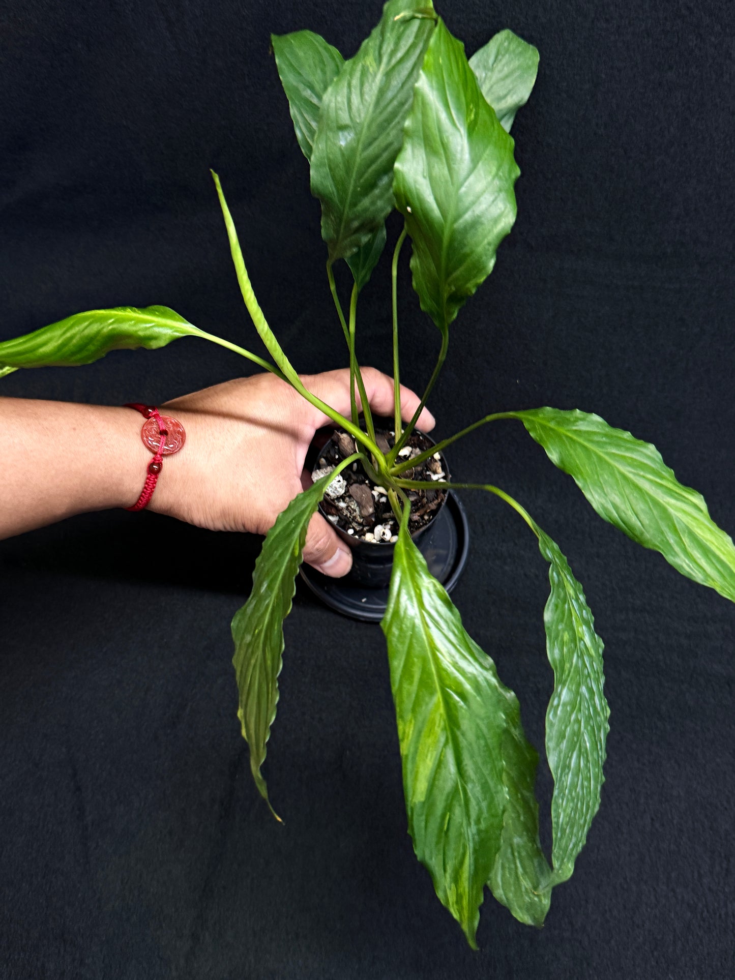 Spathiphyllum Picasso 'Aurea' Yellow Variegation G52