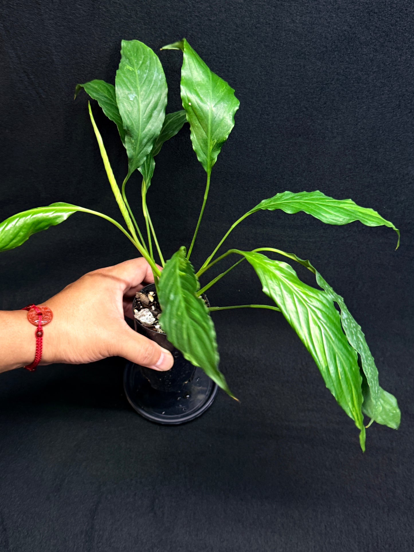 Spathiphyllum Picasso 'Aurea' Yellow Variegation G52