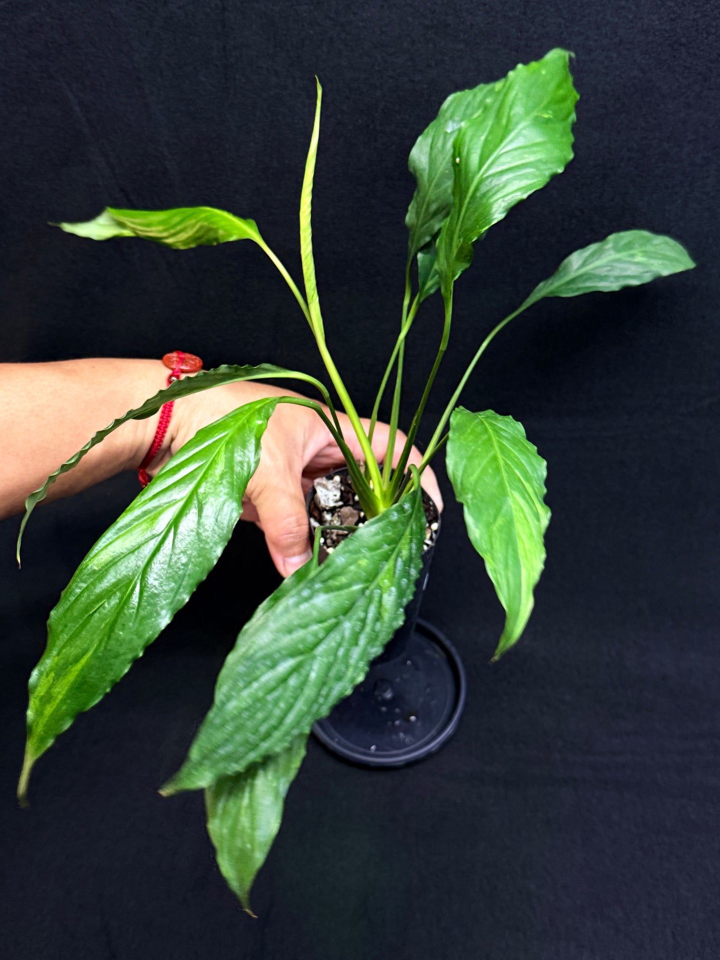 Spathiphyllum Picasso 'Aurea' Yellow Variegation G52