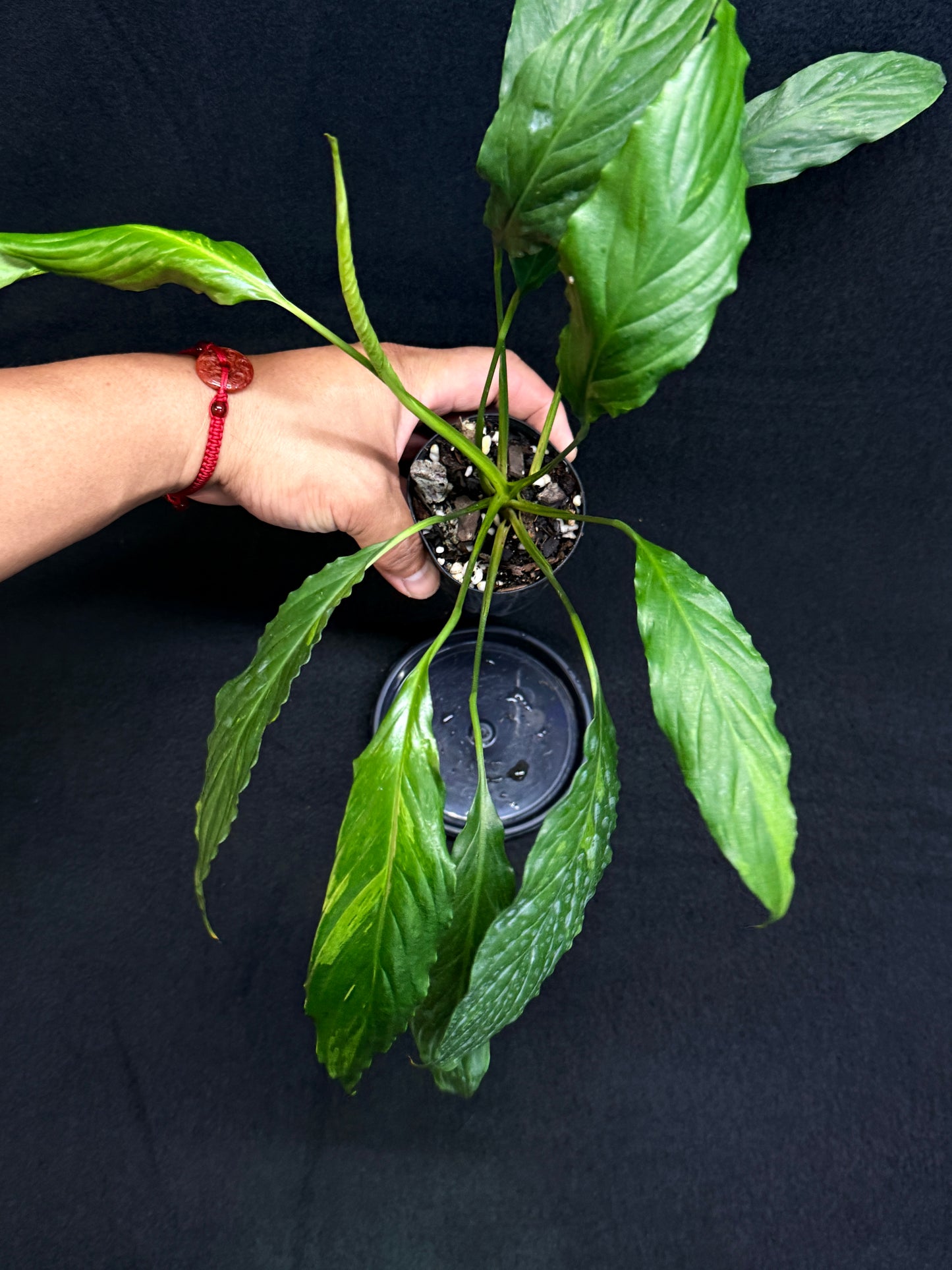 Spathiphyllum Picasso 'Aurea' Yellow Variegation G52