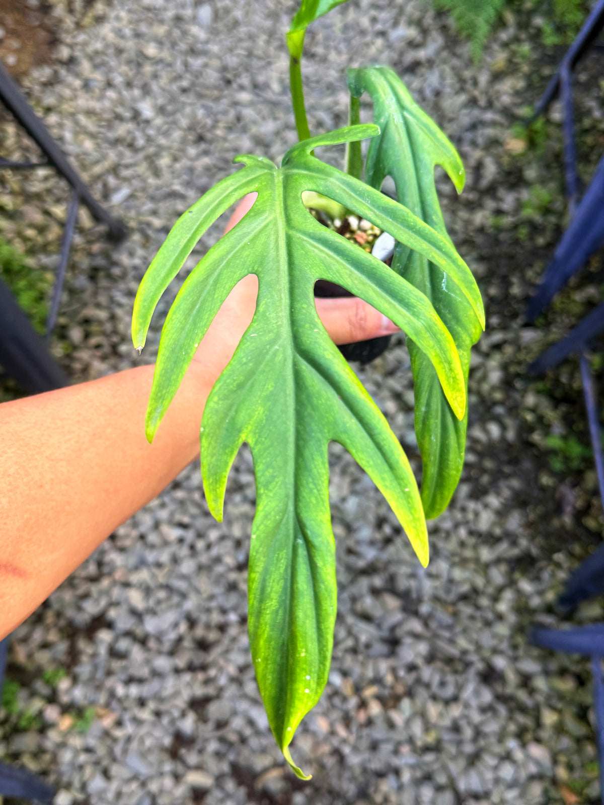 Philodendron 'Elegans' S84