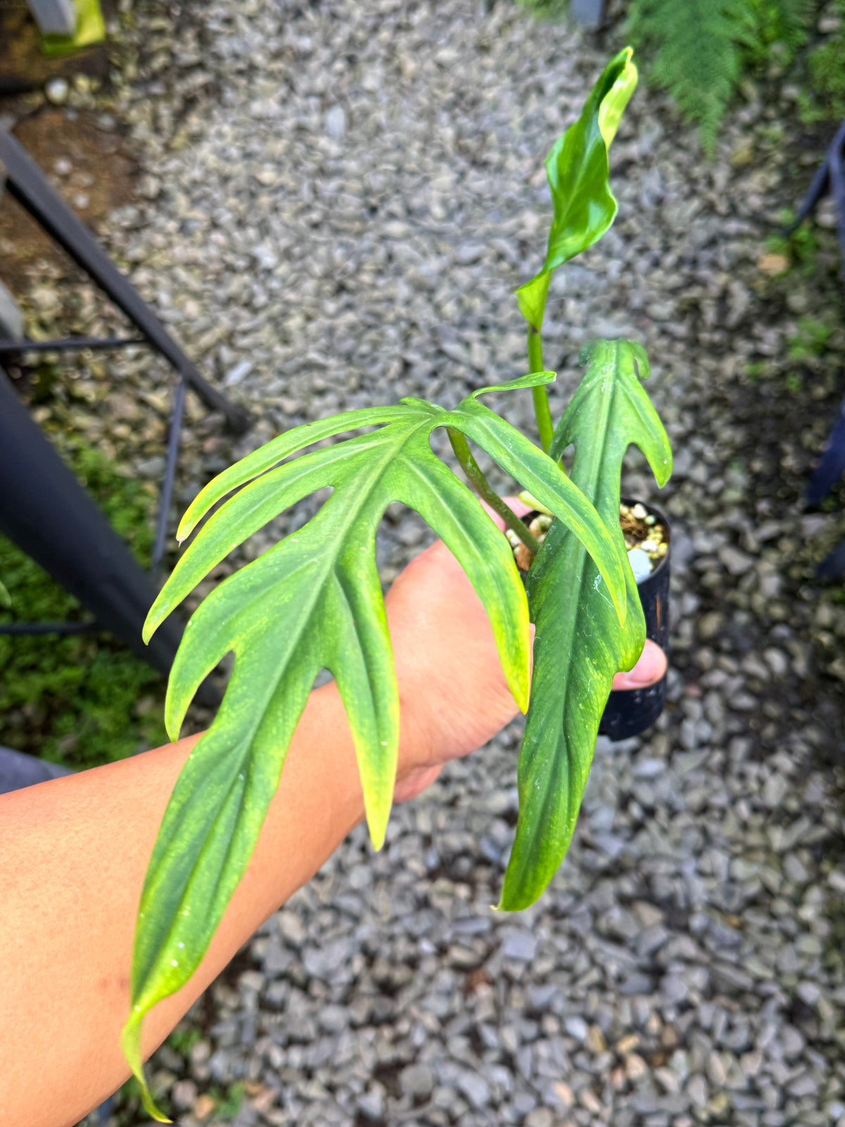 Philodendron 'Elegans' S84