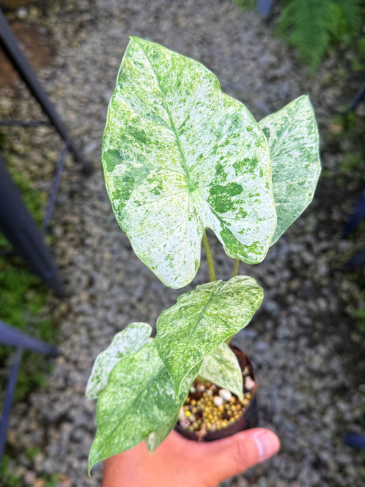 Alocasia Macrorrhizos 'Splash' S75