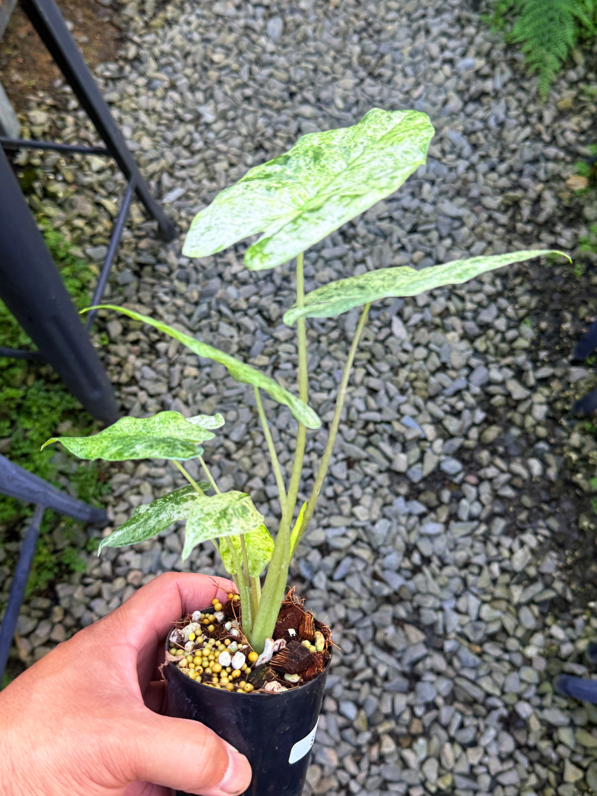 Alocasia Macrorrhizos 'Splash' S75