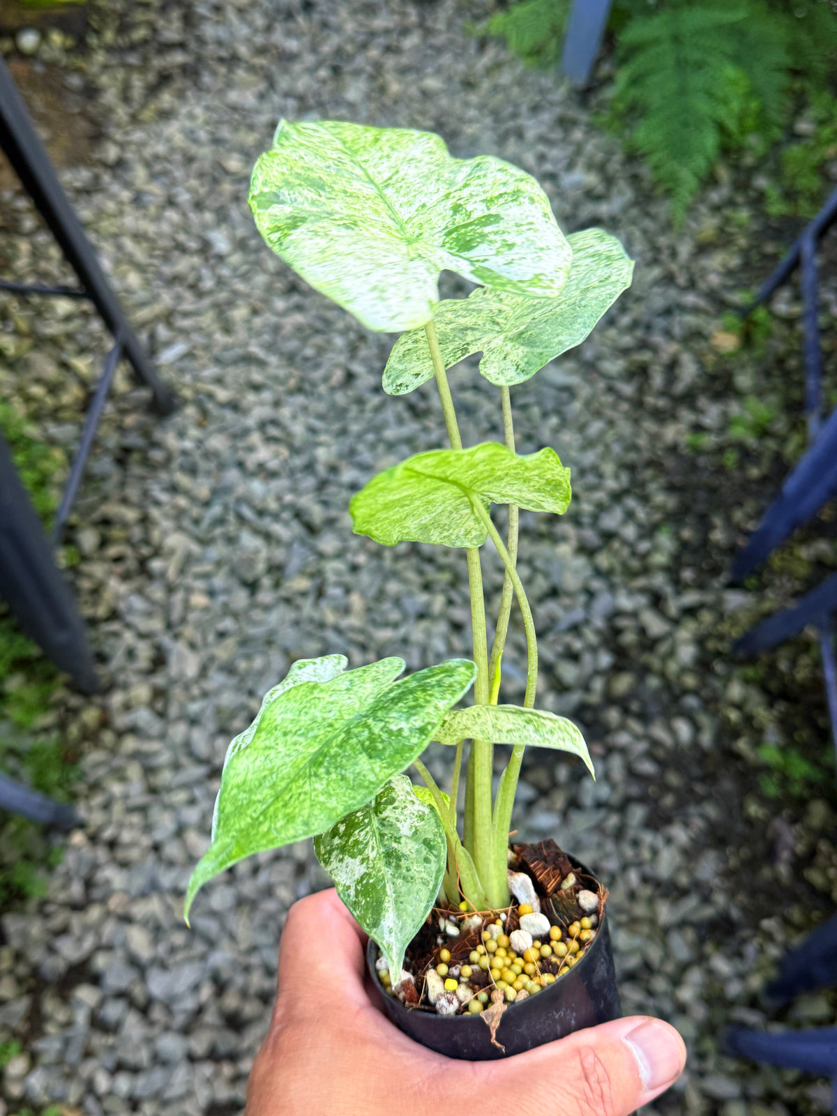 Alocasia Macrorrhizos 'Splash' S75