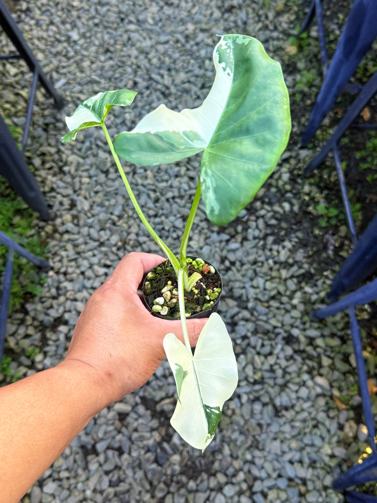 Alocasia  'Variegated Elephant Ears' T1
