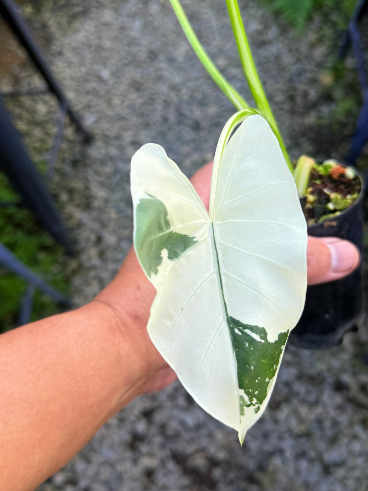 Alocasia  'Variegated Elephant Ears' T1