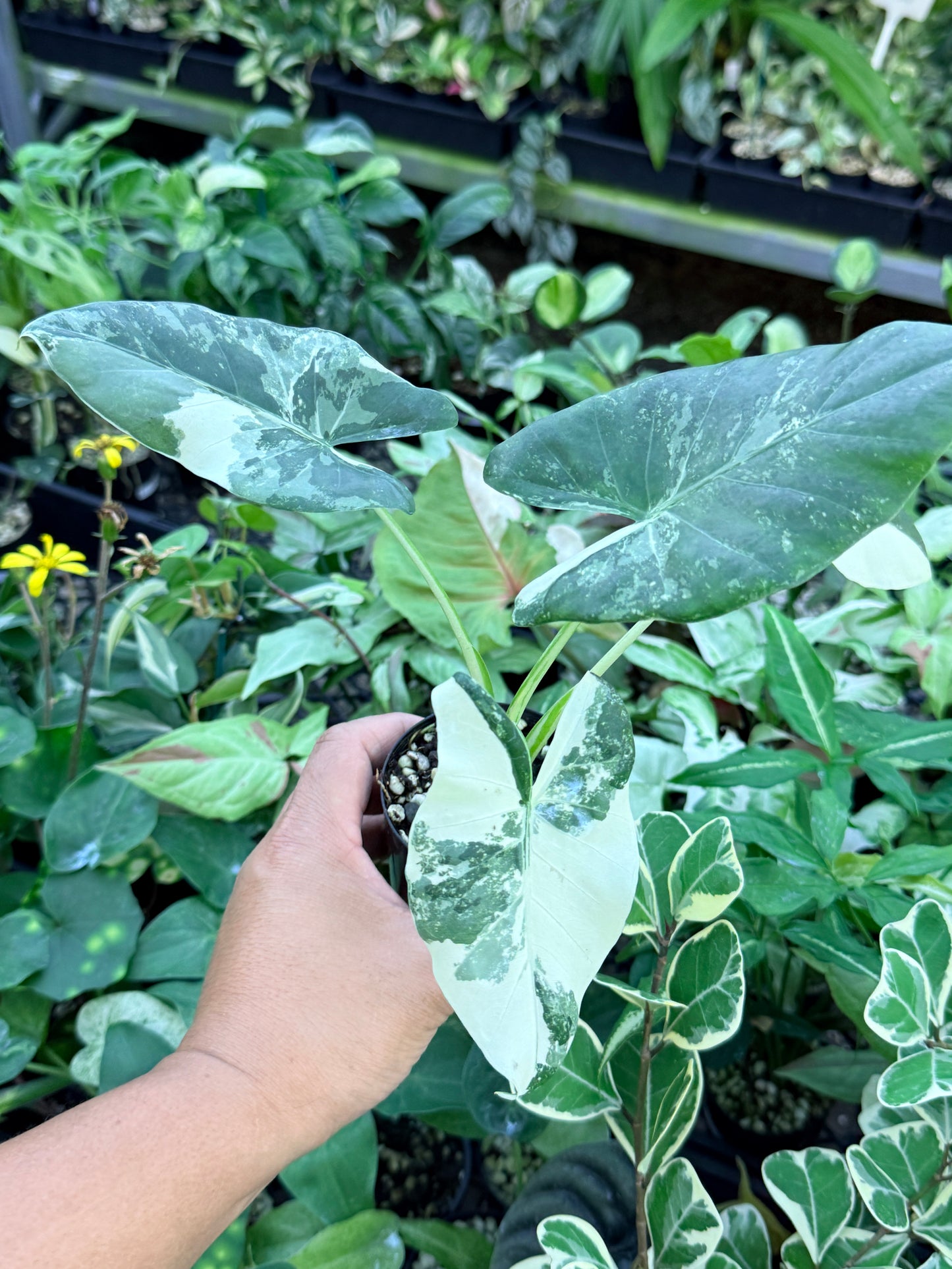 Alocasia macrorrhiza variegata 'Variegated Elephant Ears' M62