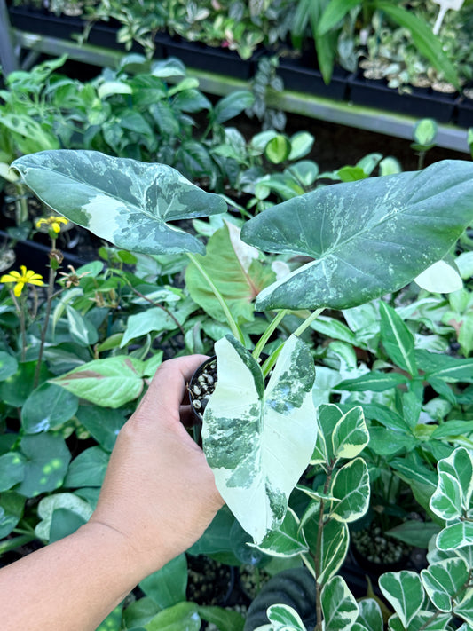 Alocasia macrorrhiza variegata 'Variegated Elephant Ears' M62
