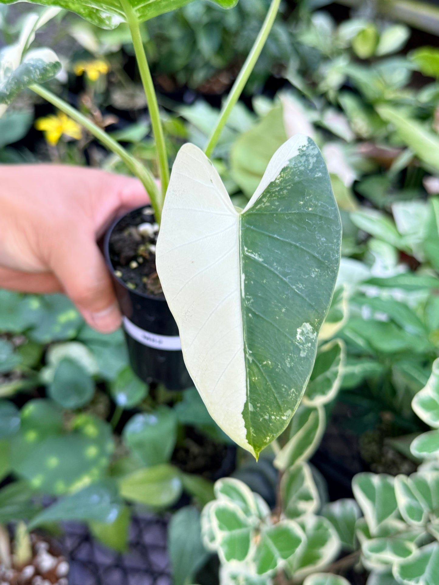 Alocasia macrorrhiza variegata 'Variegated Elephant Ears' M62