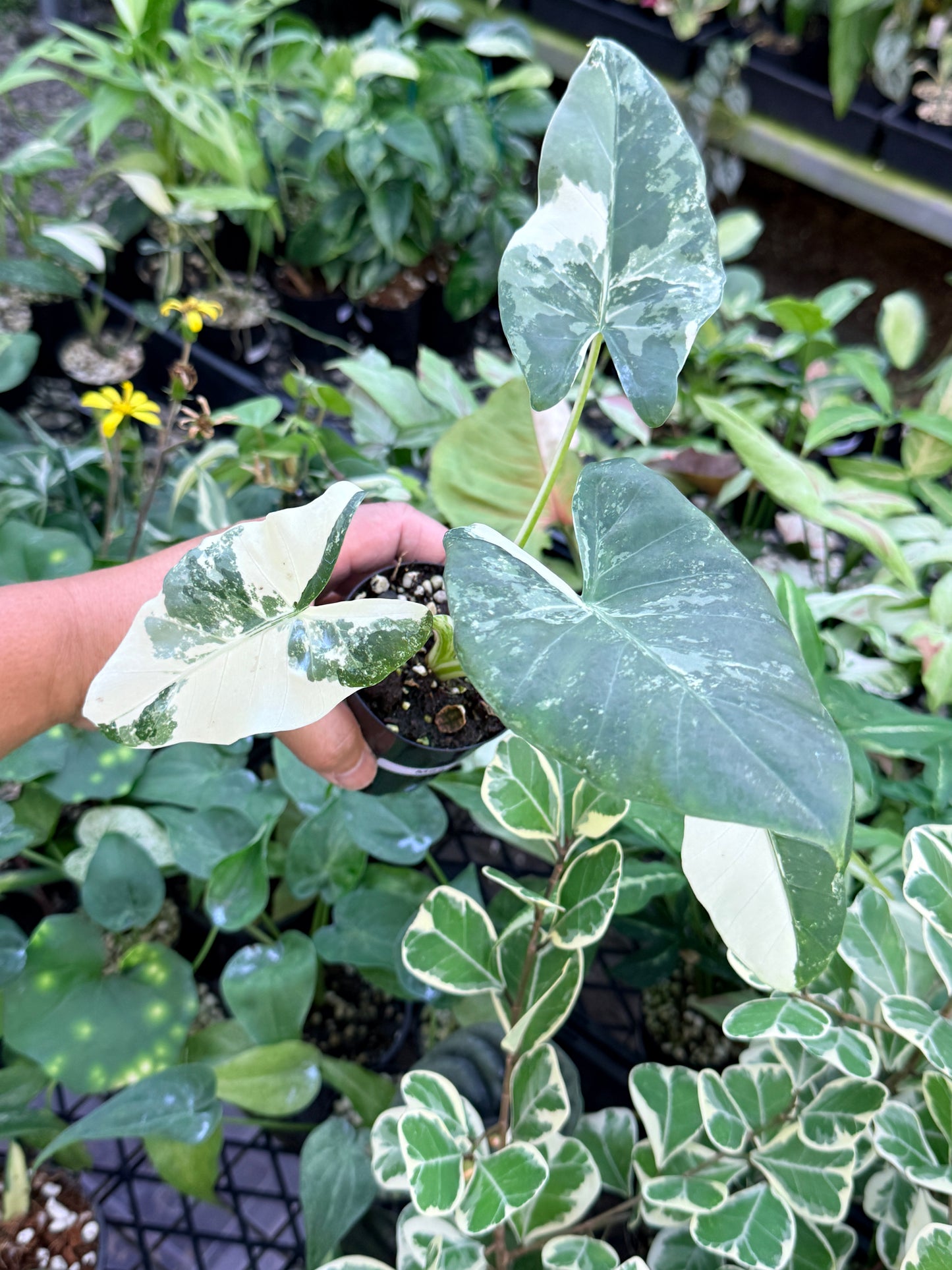 Alocasia macrorrhiza variegata 'Variegated Elephant Ears' M62