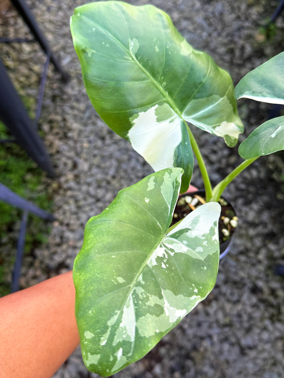 Alocasia  'Variegated Elephant Ears' T2