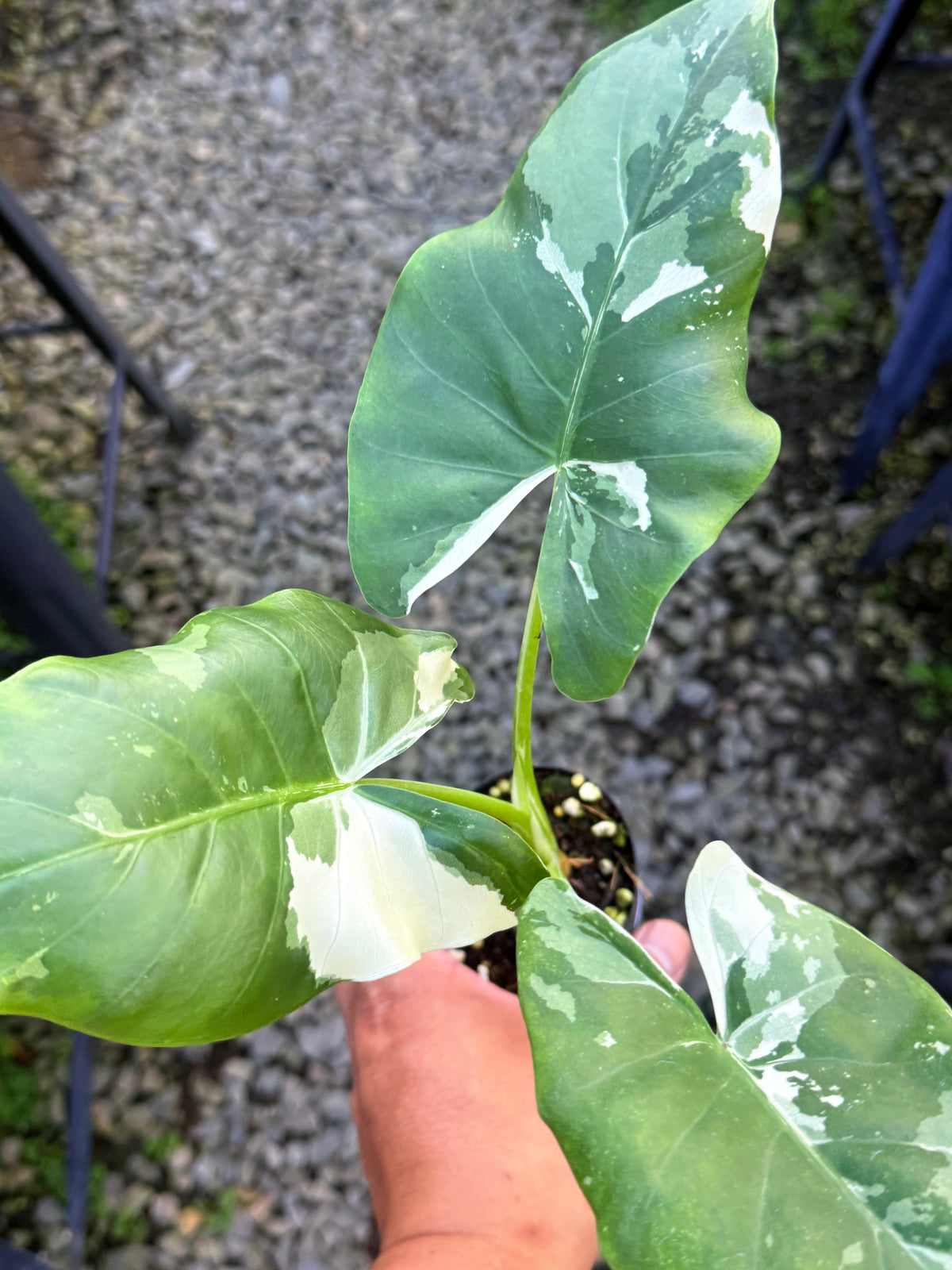 Alocasia  'Variegated Elephant Ears' T2