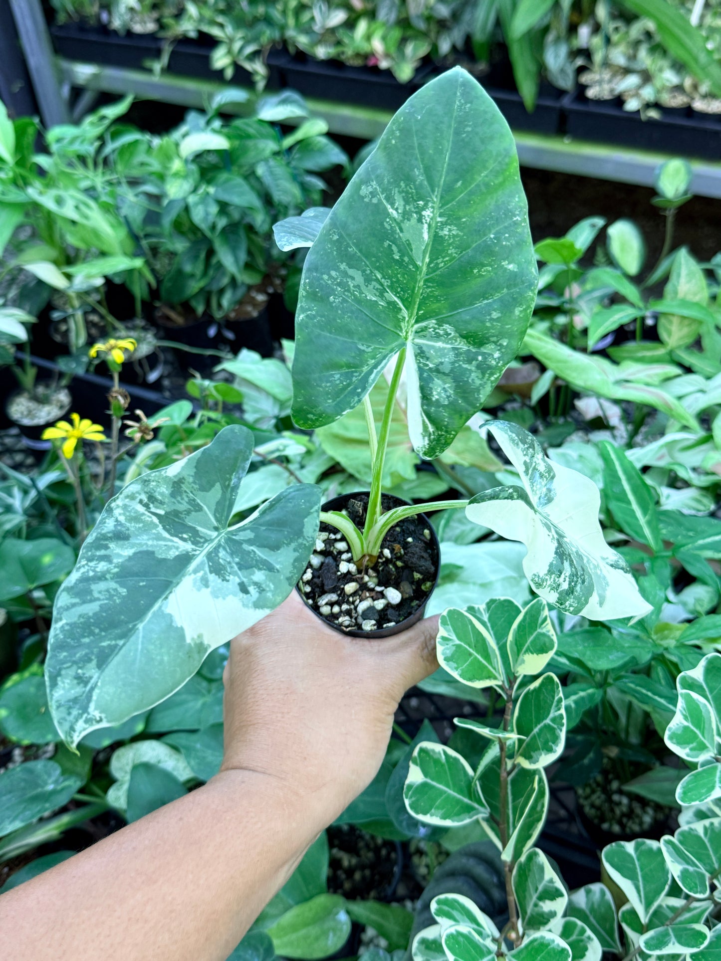 Alocasia macrorrhiza variegata 'Variegated Elephant Ears' M62