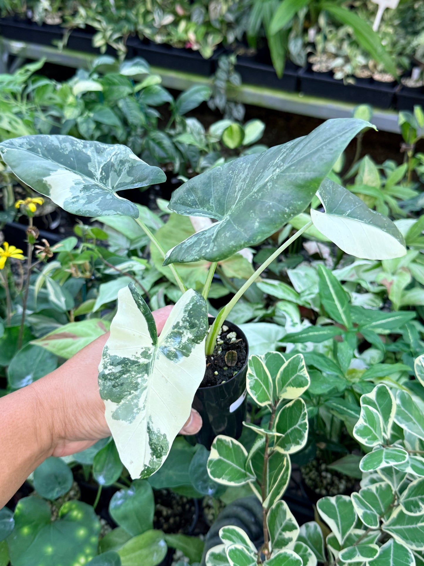 Alocasia macrorrhiza variegata 'Variegated Elephant Ears' M62