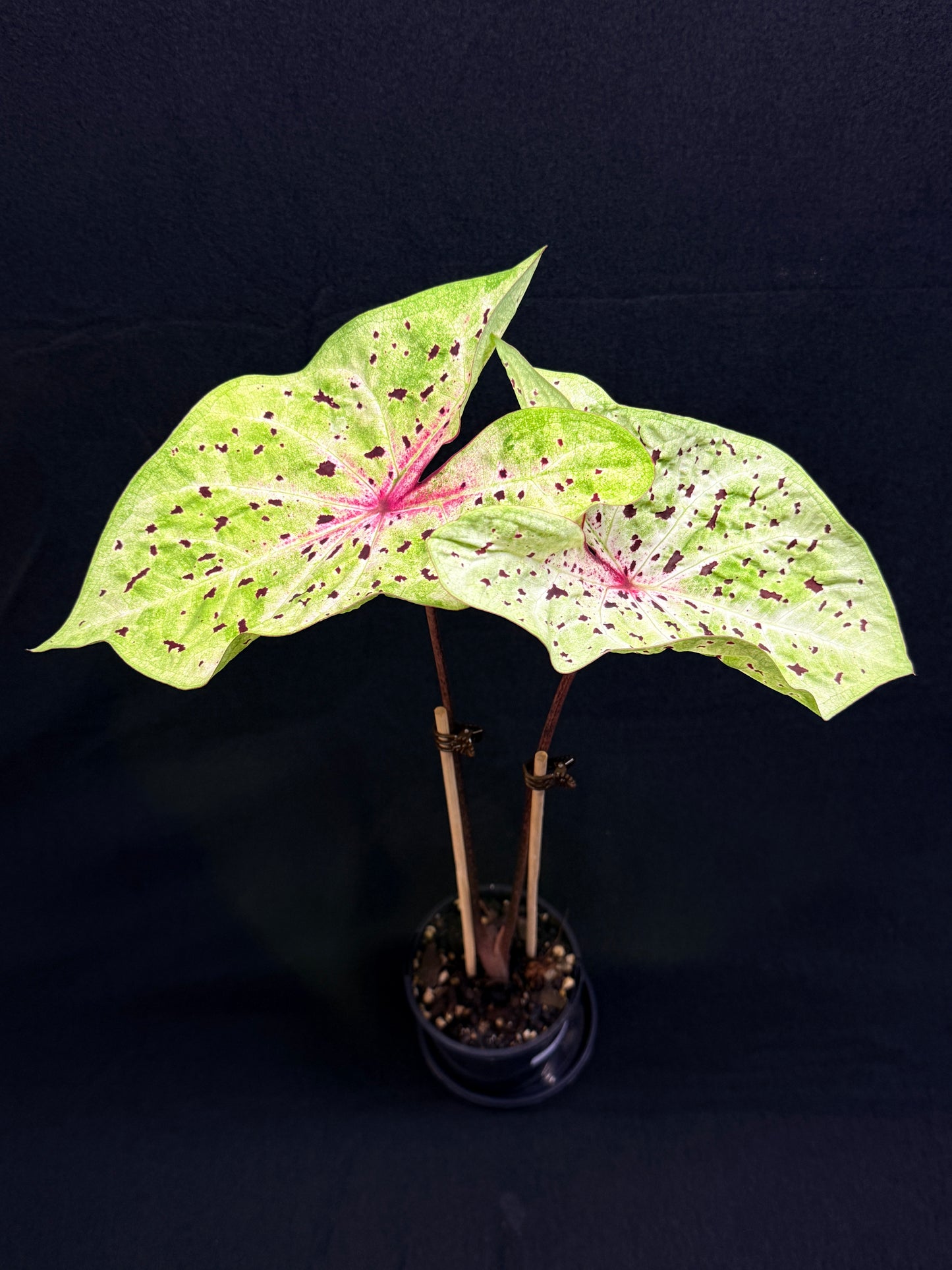 Caladium 'Miss Muffet' (Large) G55