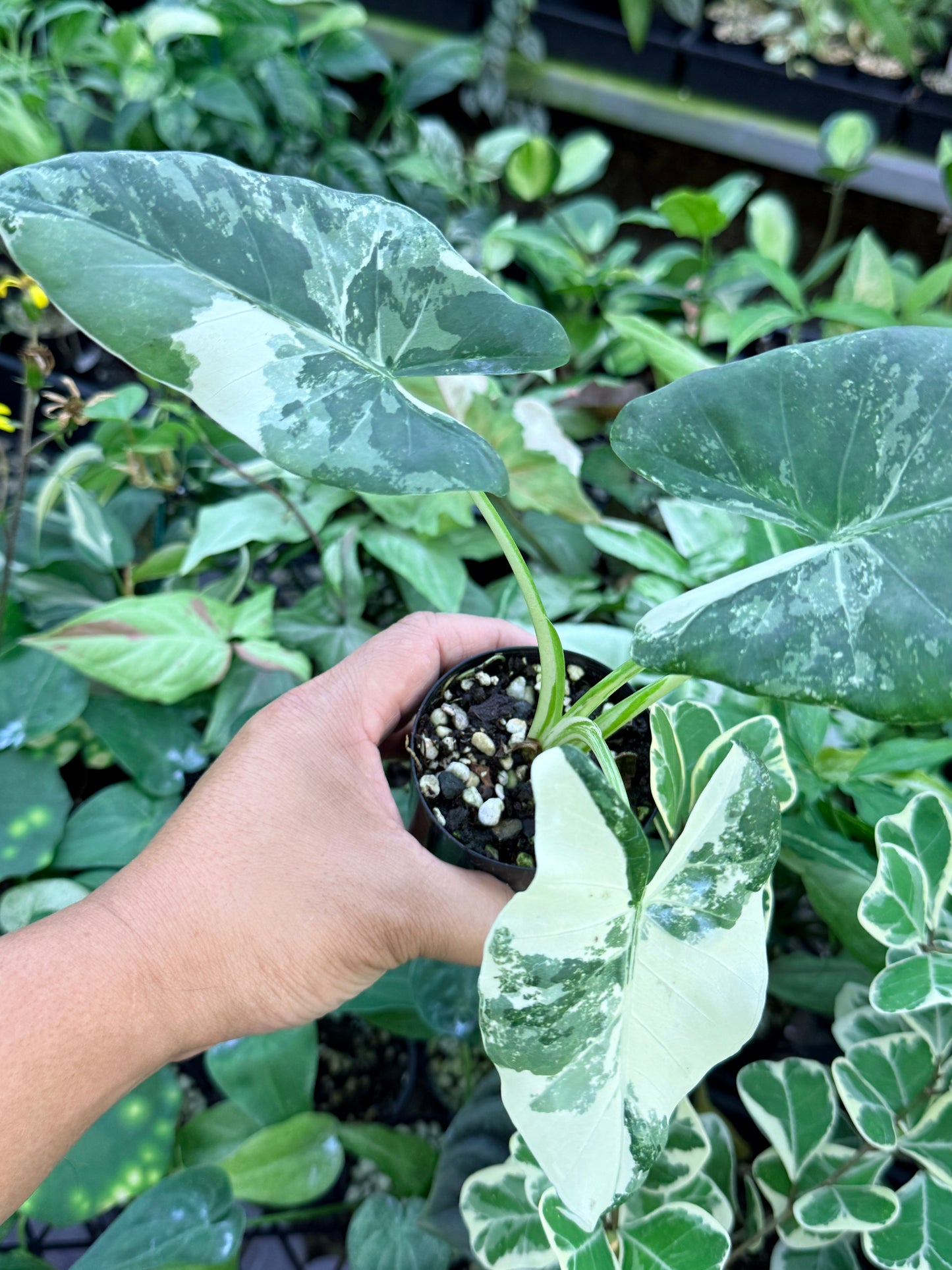 Alocasia macrorrhiza variegata 'Variegated Elephant Ears' M62