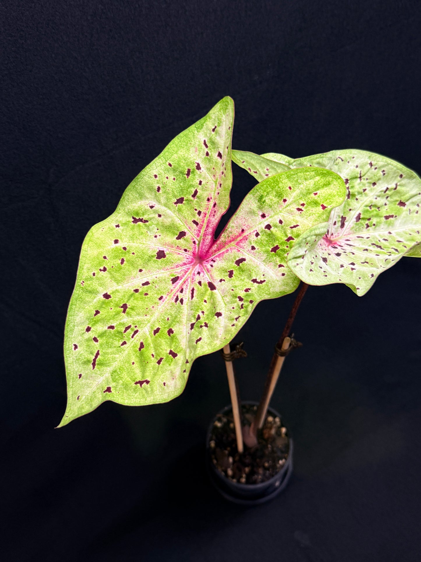 Caladium 'Miss Muffet' (Large) G55